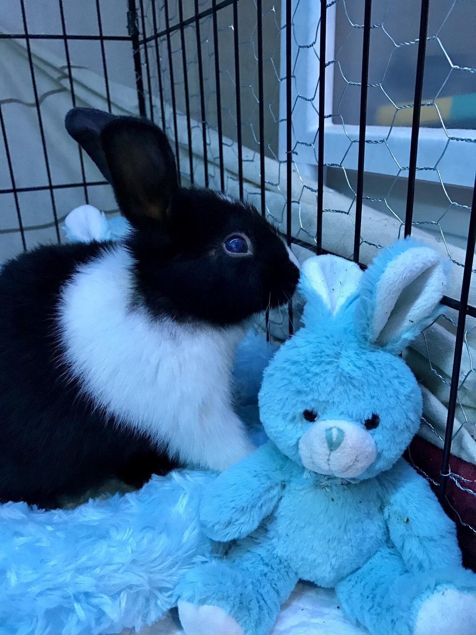 Blind bunny rescued from euthanasia holds the galaxy in his eyes 👀 ️