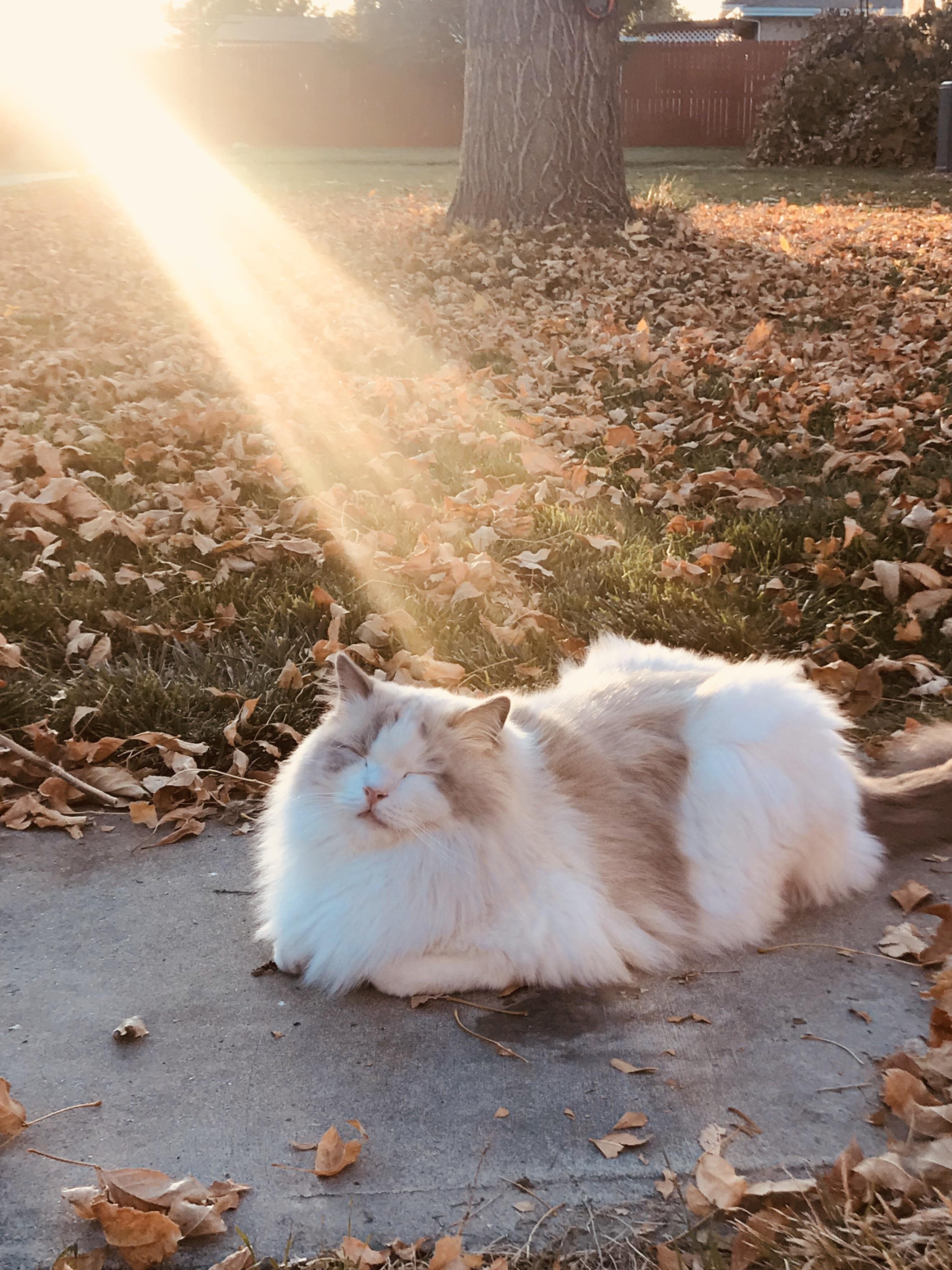 kitty loves the sun r/aww