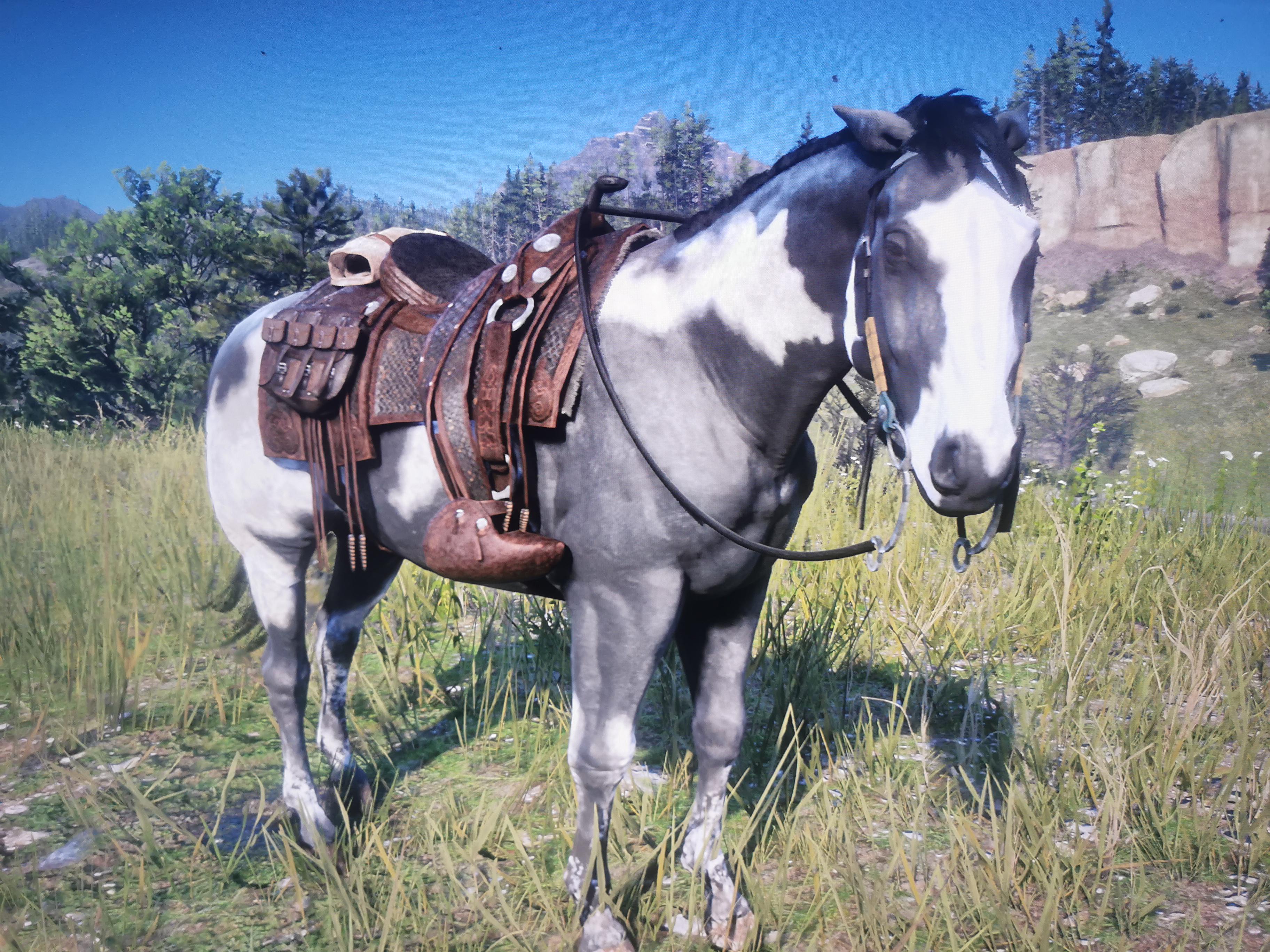 Meet Cloud, my American Paint horse