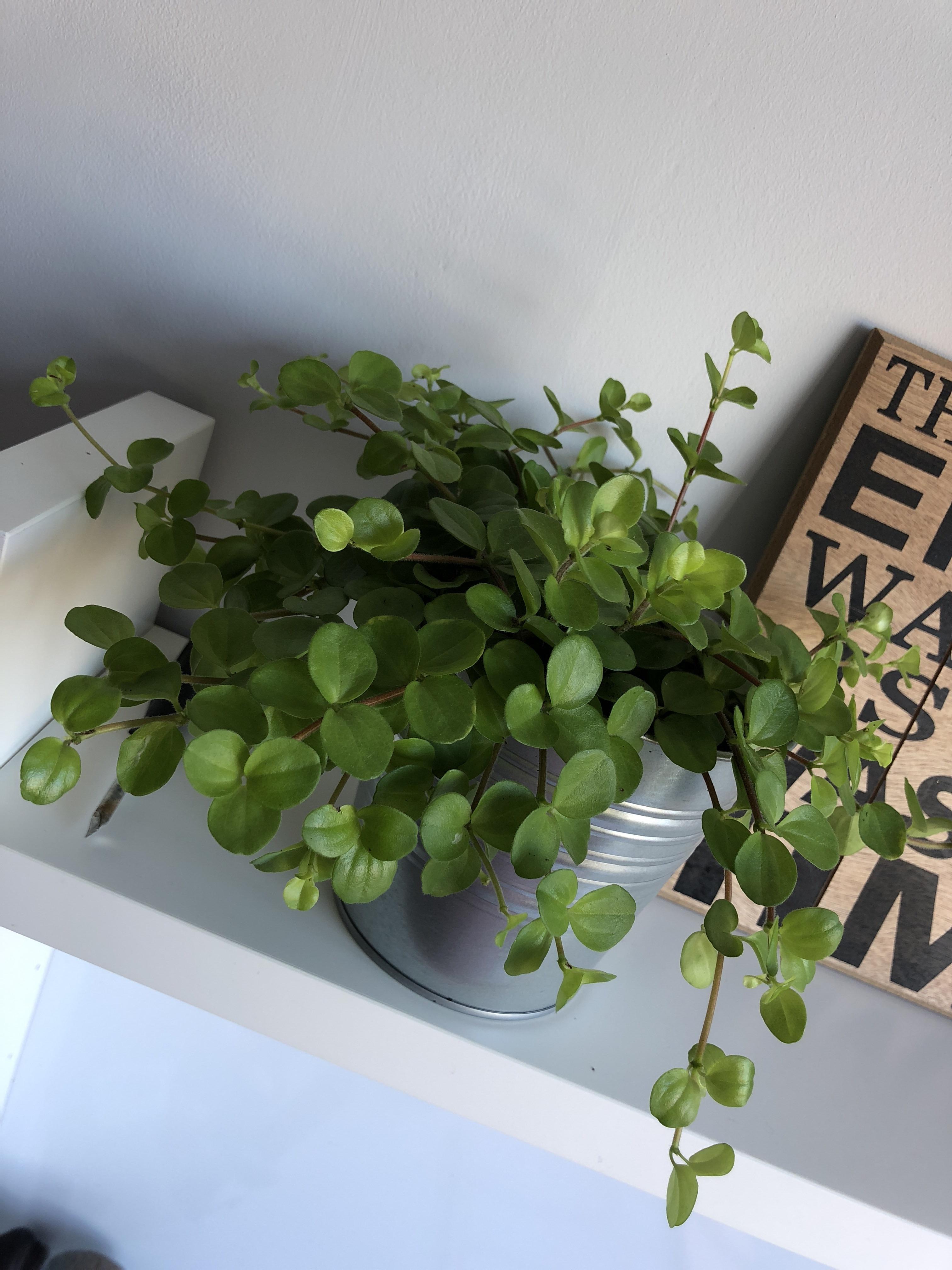 Hi Reddit, can anyone please identify what plant this is