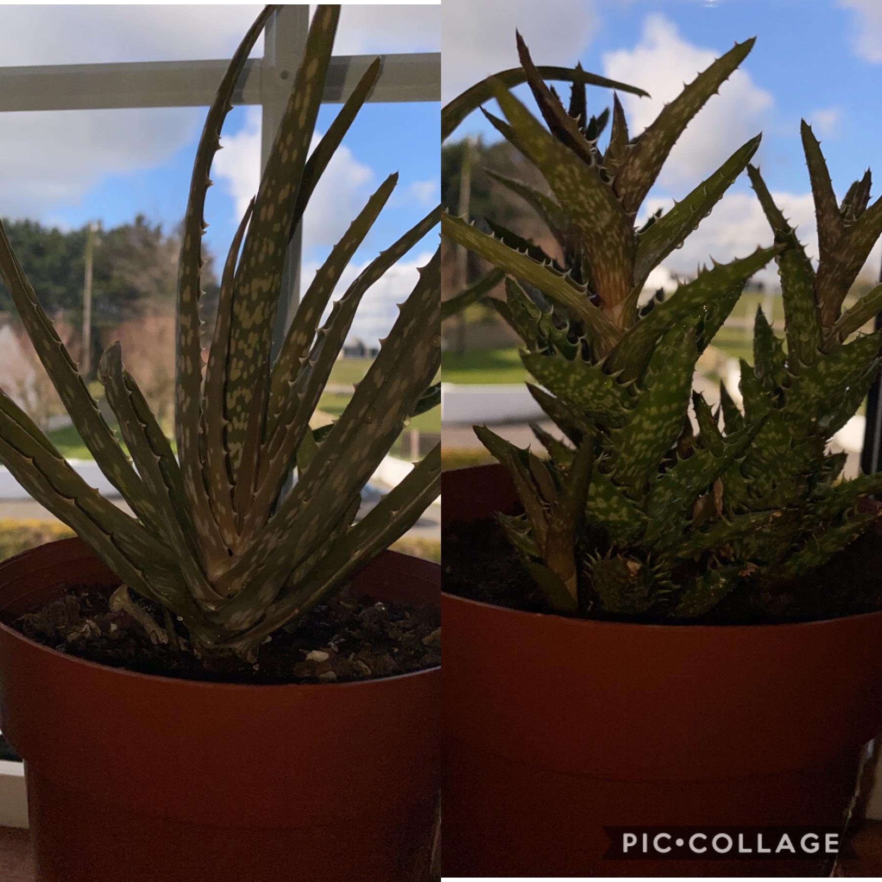 My aloe Vera plants have developed white spots & are turning brown