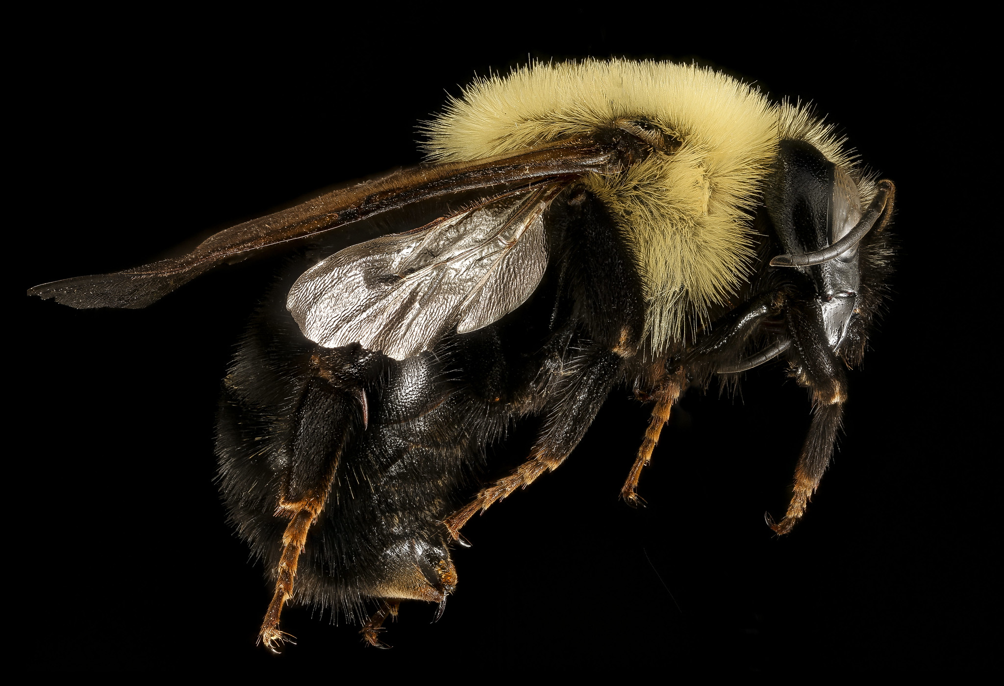Killer of Queens. Bombus citrinus. One of the parasitic species of