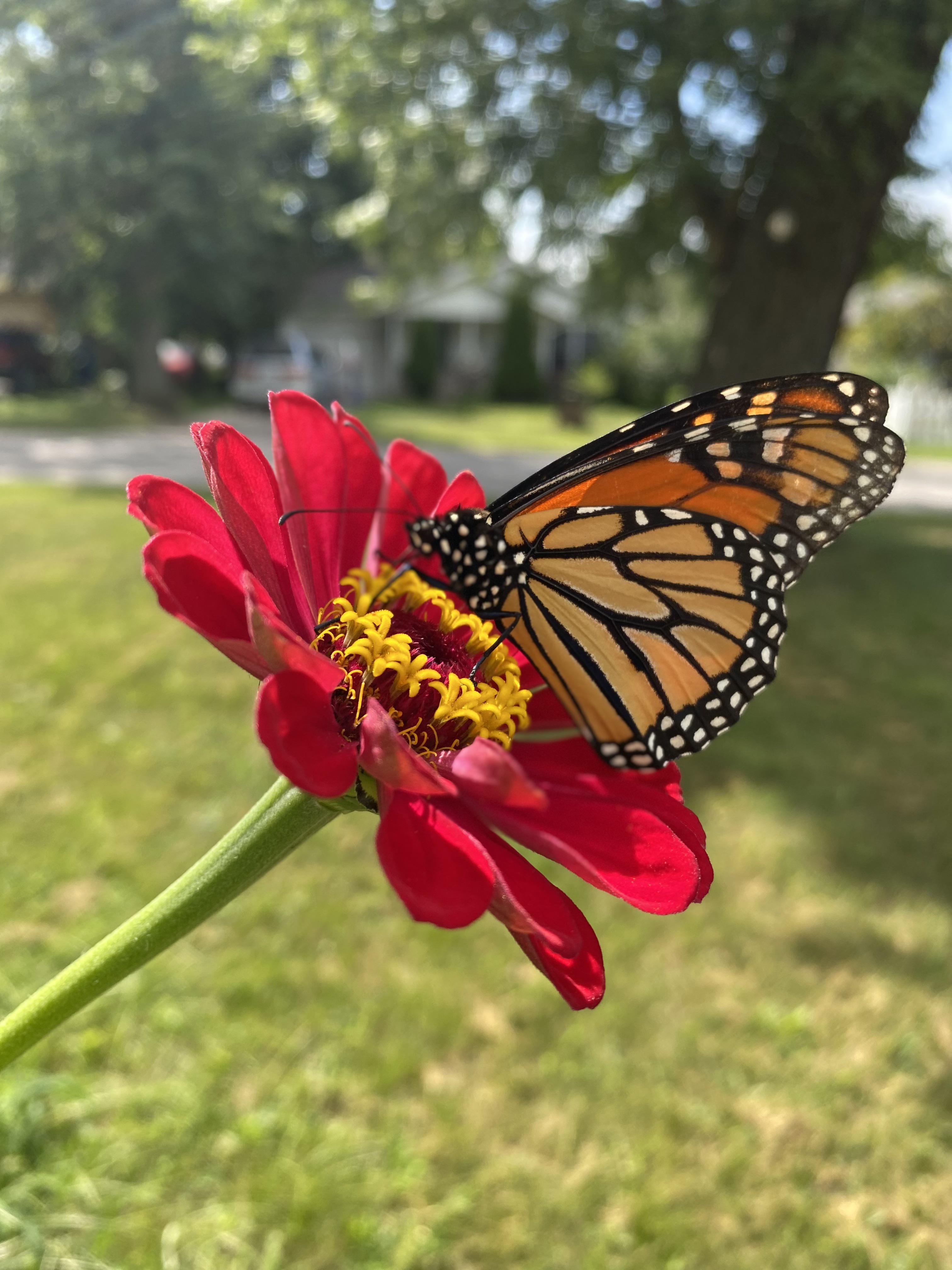 The butterflies are back. [OC] pics