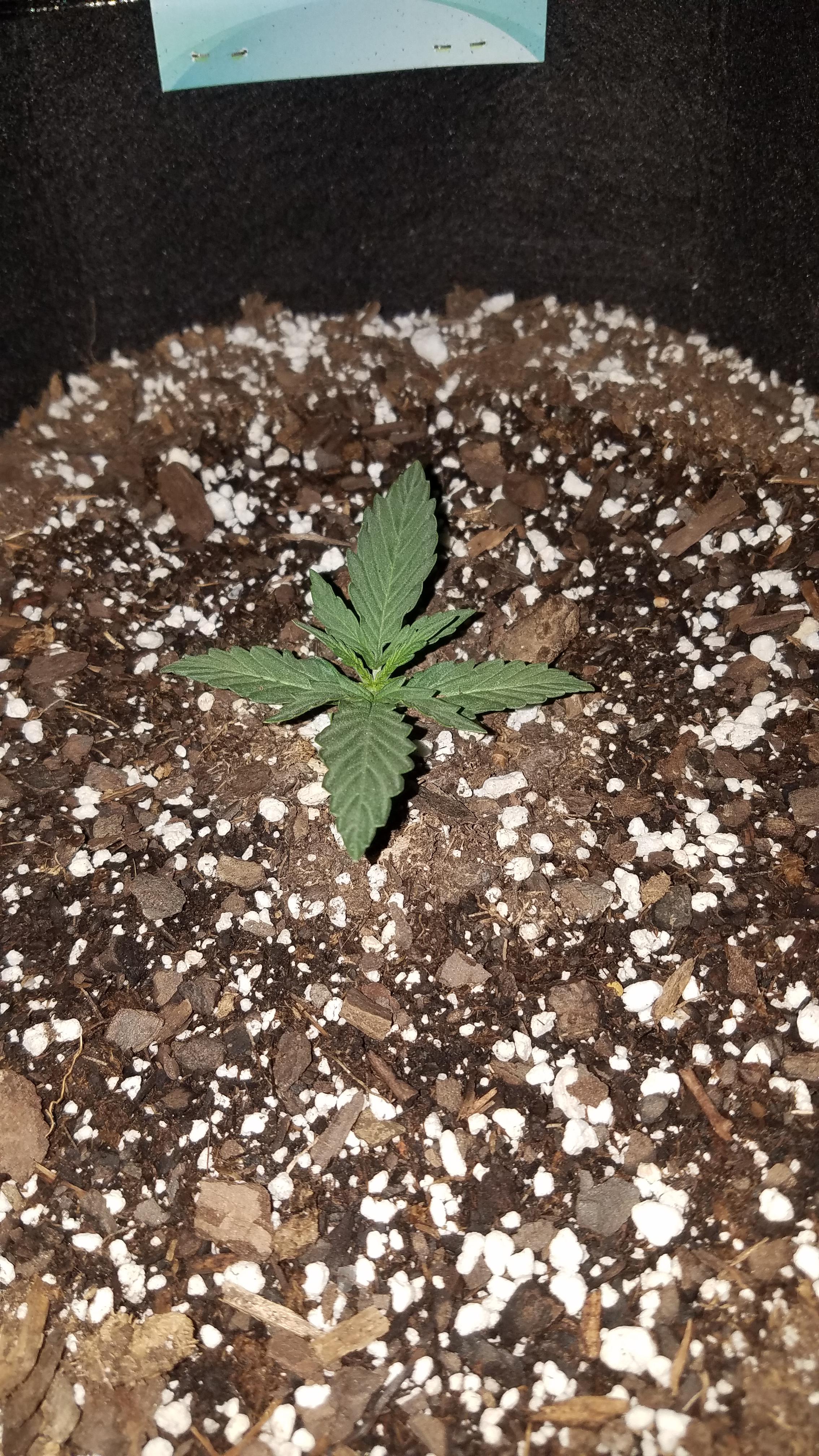 Purple Sage auto. 9th day after germination. Planted straight into the