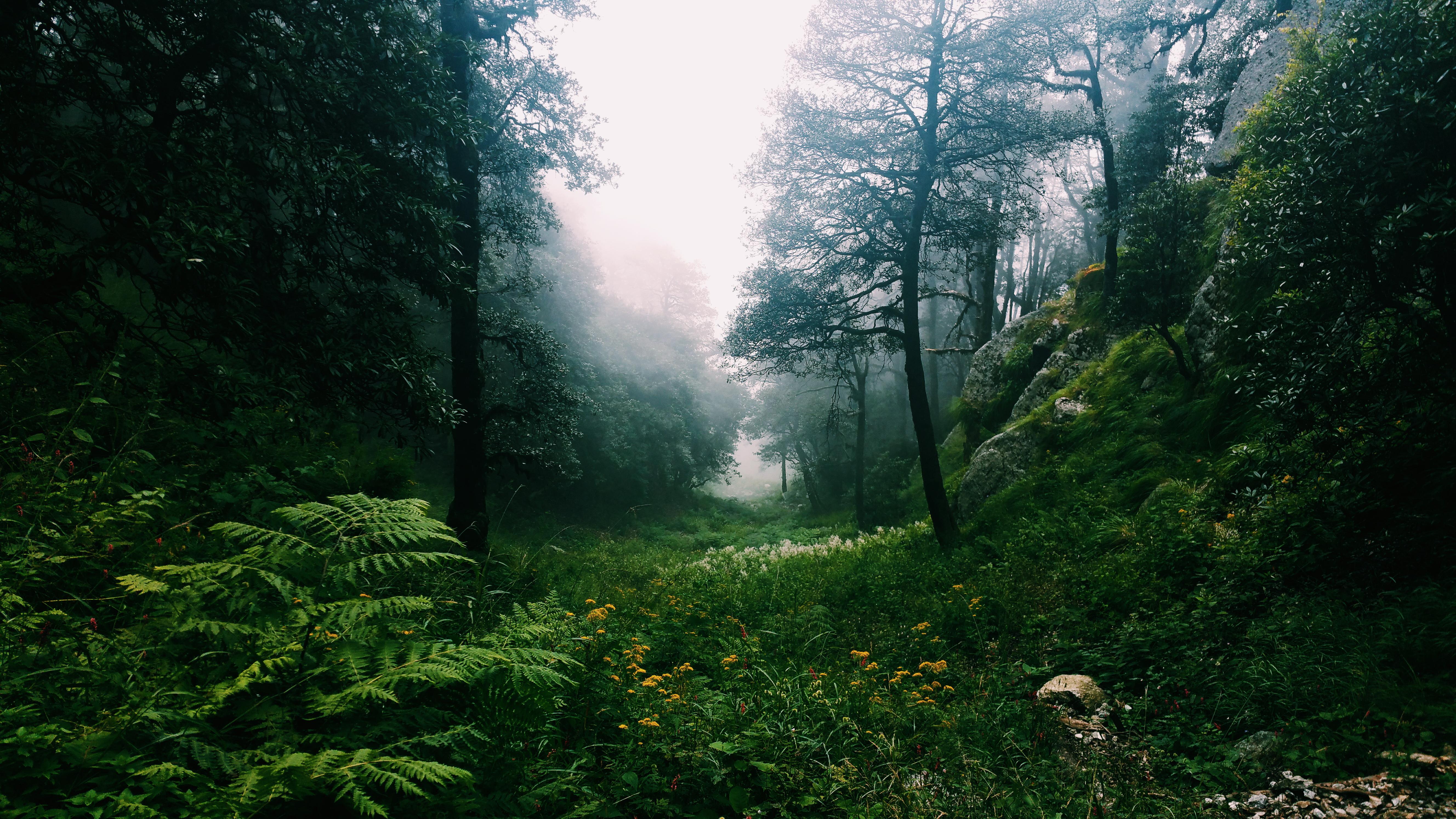Expose Nature A Lush Himalayan Forest Between Billing and Baragaram