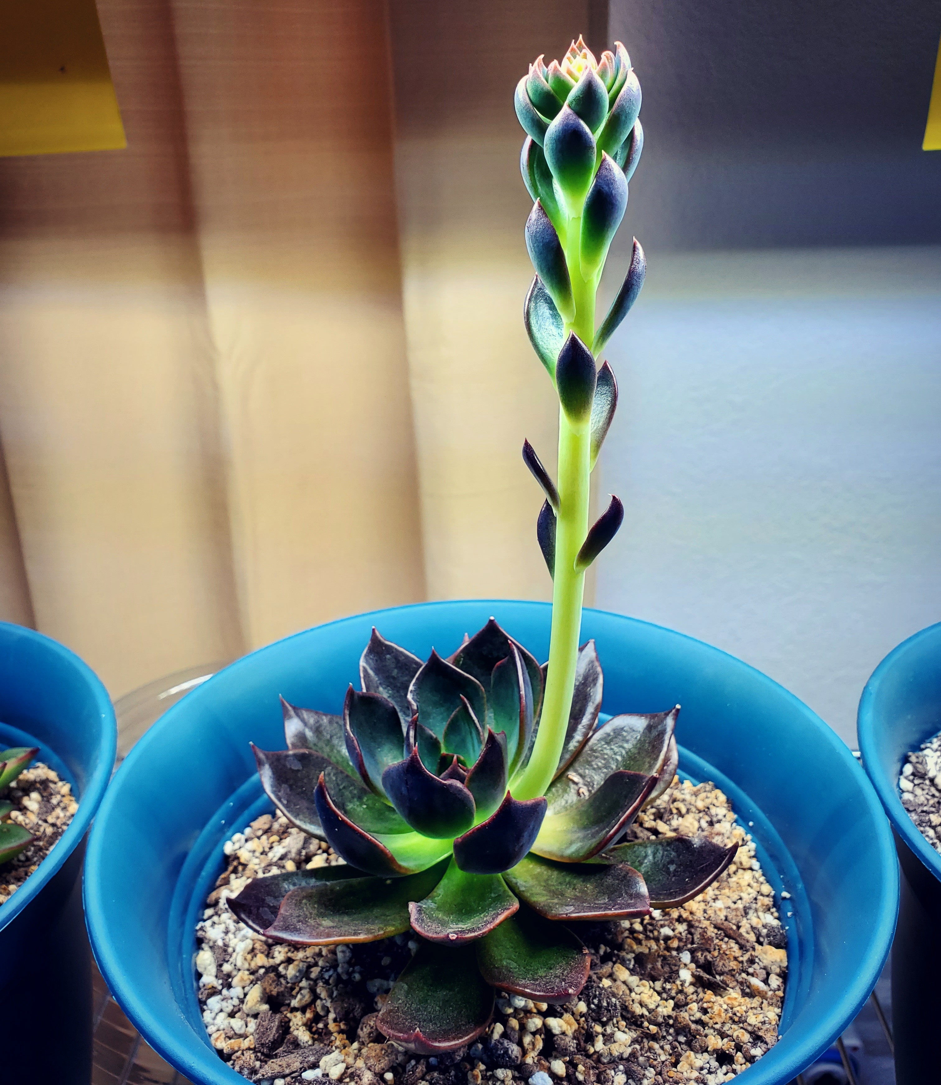 Echeveria Dark Moon flower stalk update 🌱 r/succulents