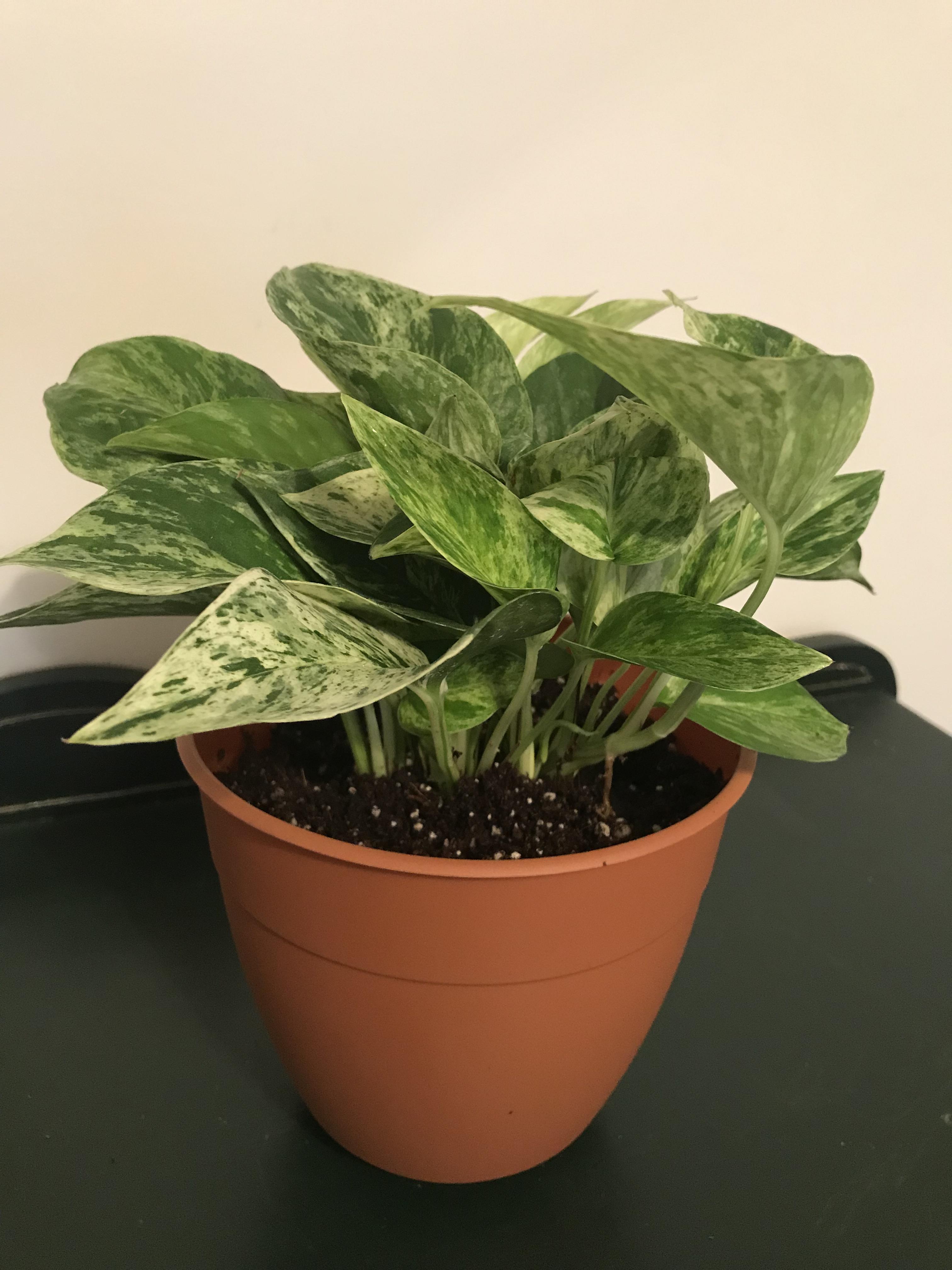 My new Silver Pothos. Now I have 3 species! I just love the Pothos family. houseplants