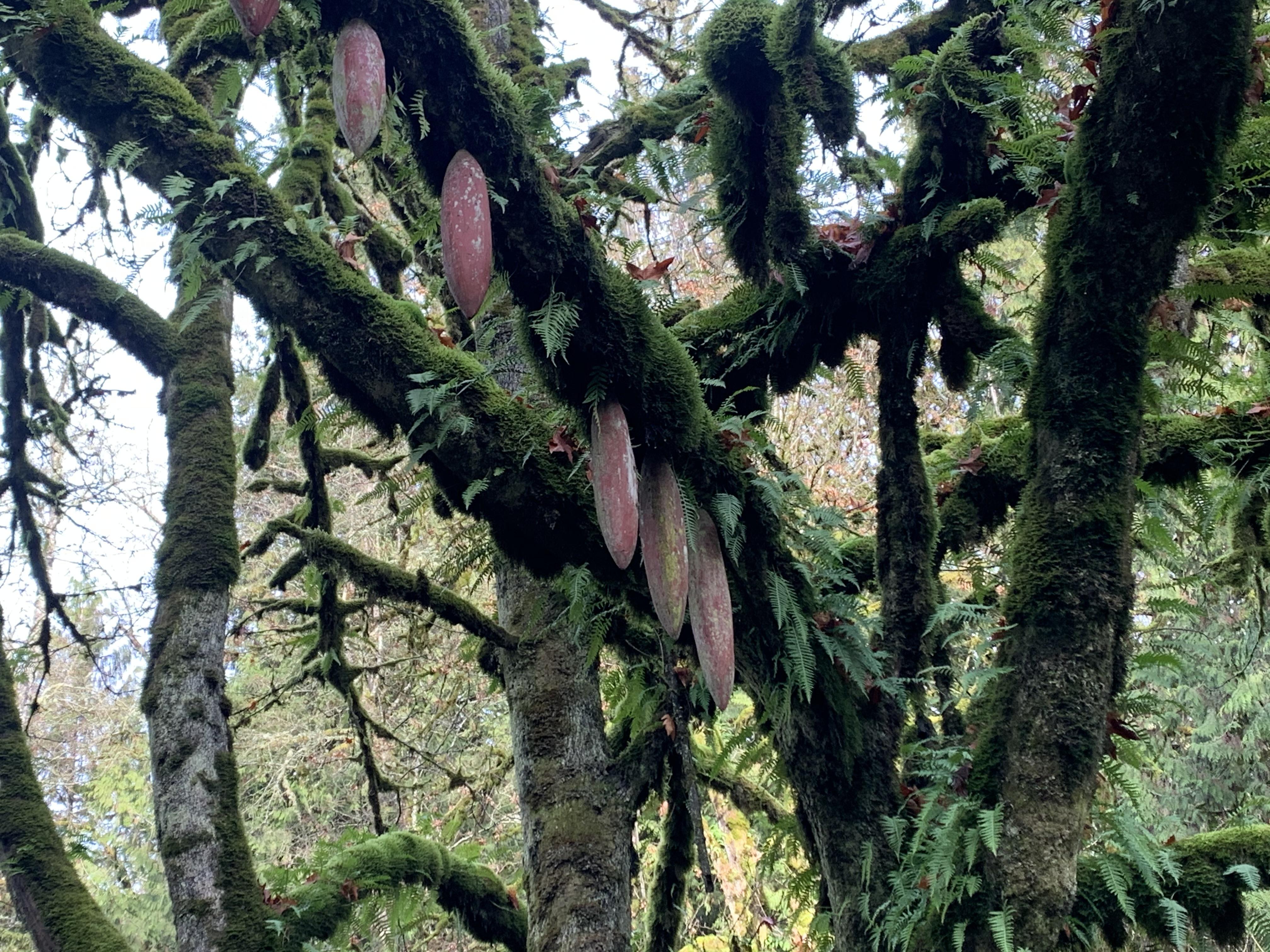 What’s growing off this tree? Pacific Northwest. r/whatsthisplant