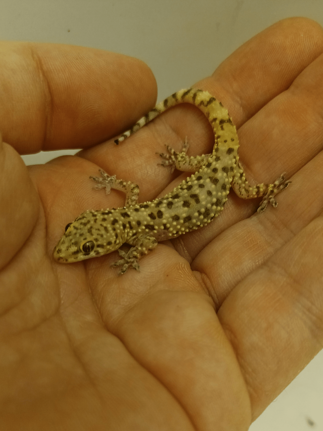 I know these guys are invasive to my area, but I wonder what I would