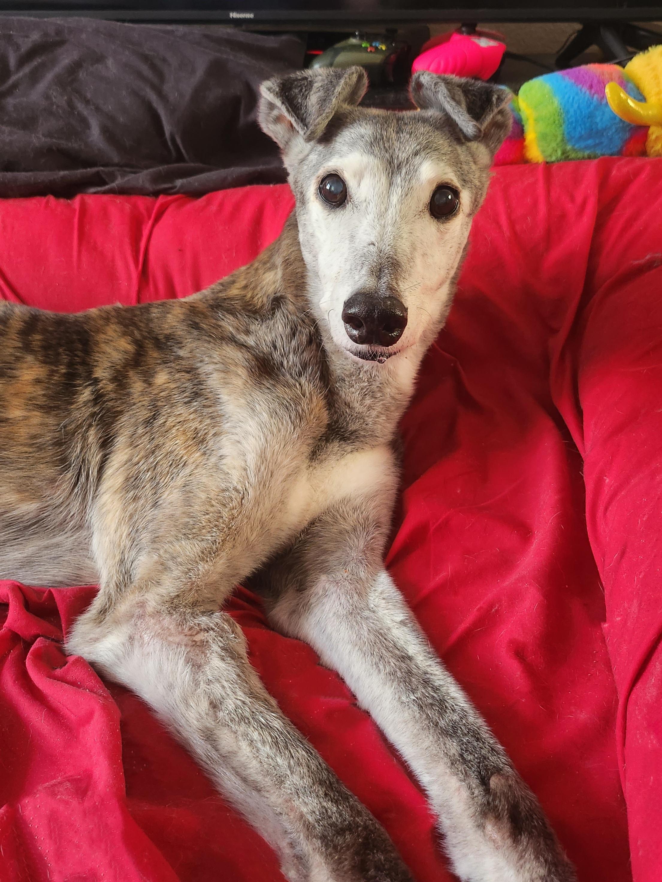 2514 best r/Greyhounds images on Pholder She injured herself and is now getting endless