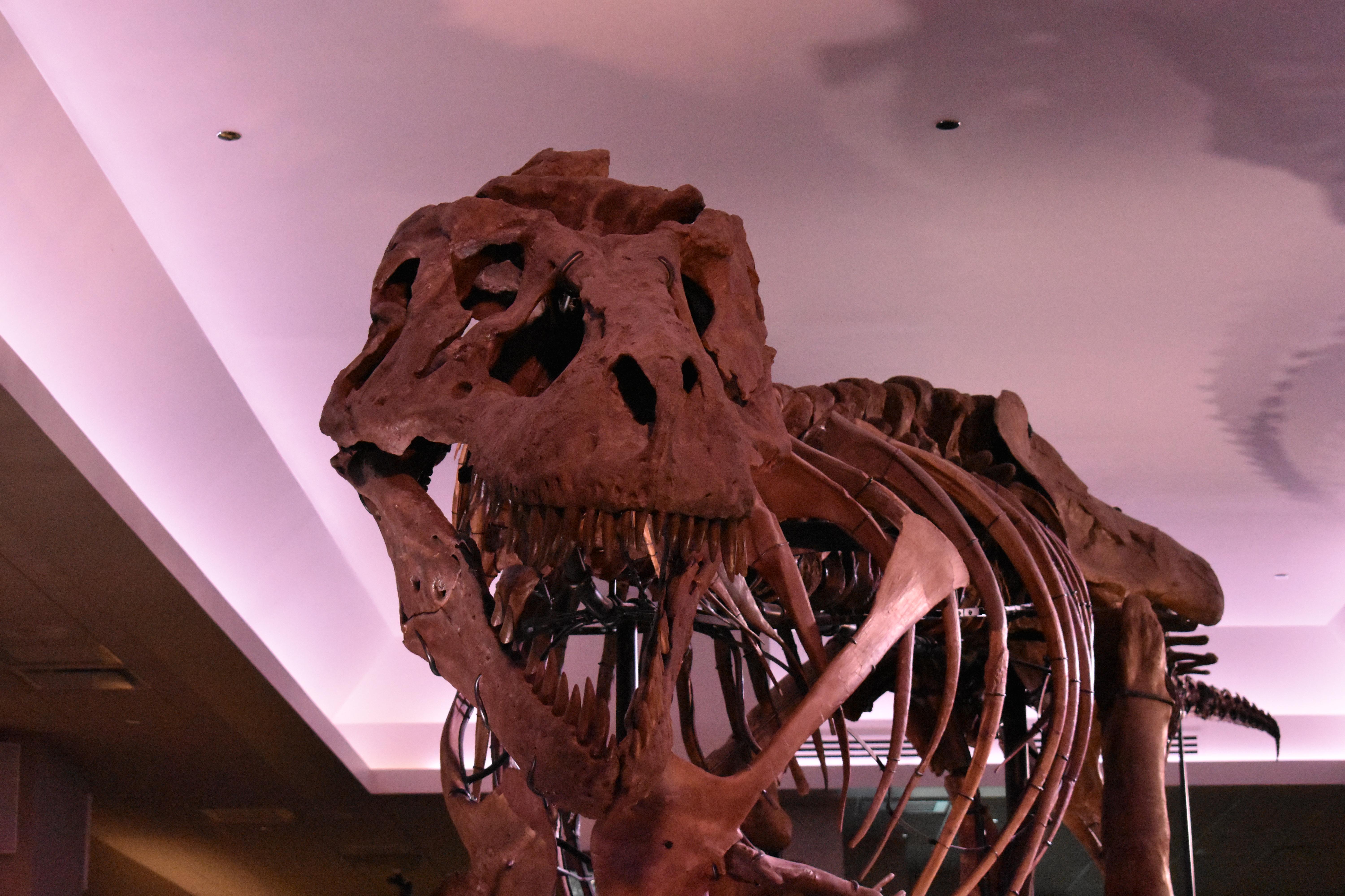 (I saw) SUE the T Rex at the Chicago FIELD Museum. The most complete