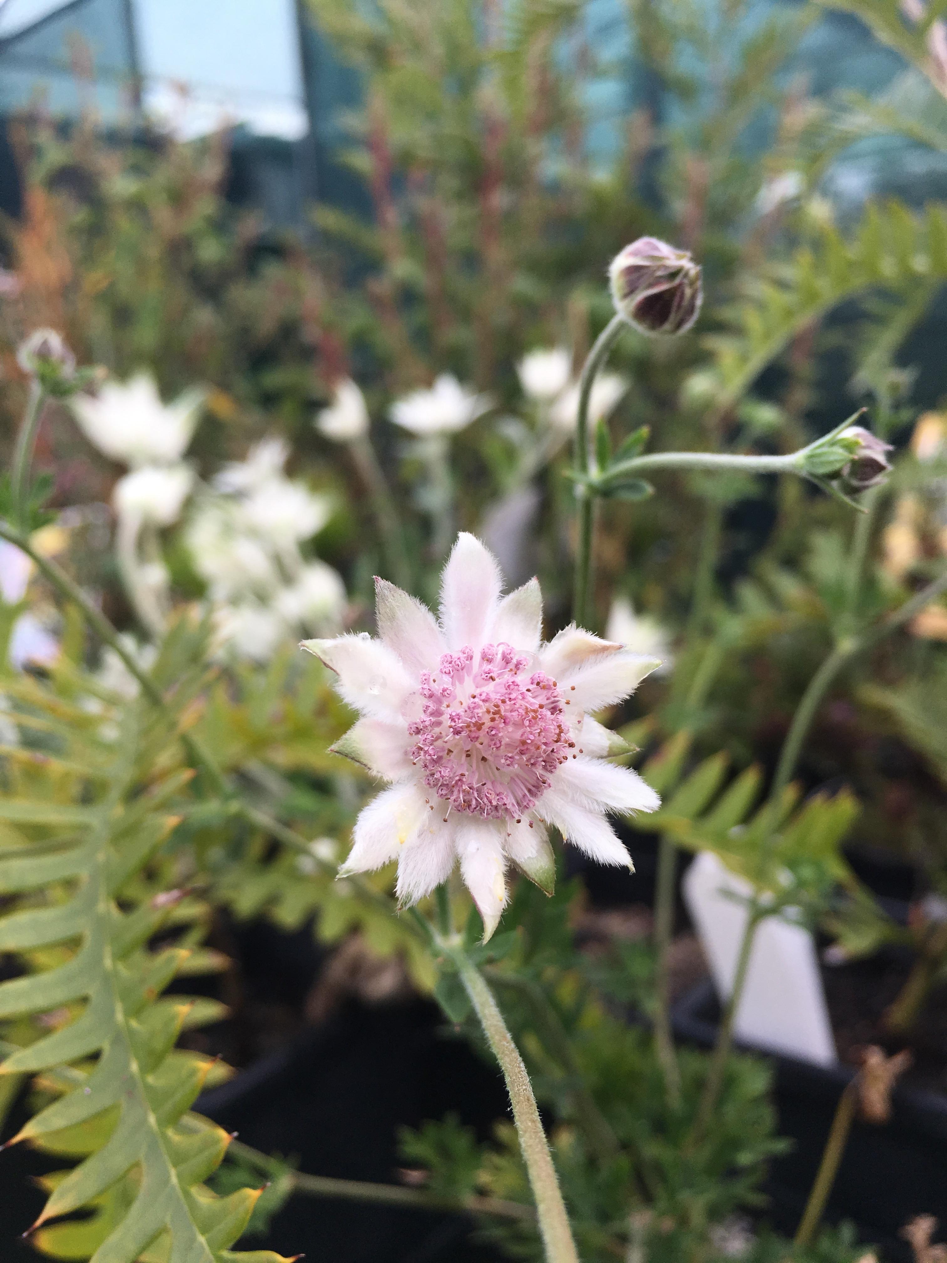 Actinotus forsythia, Pink Flannel Flower r/australianplants