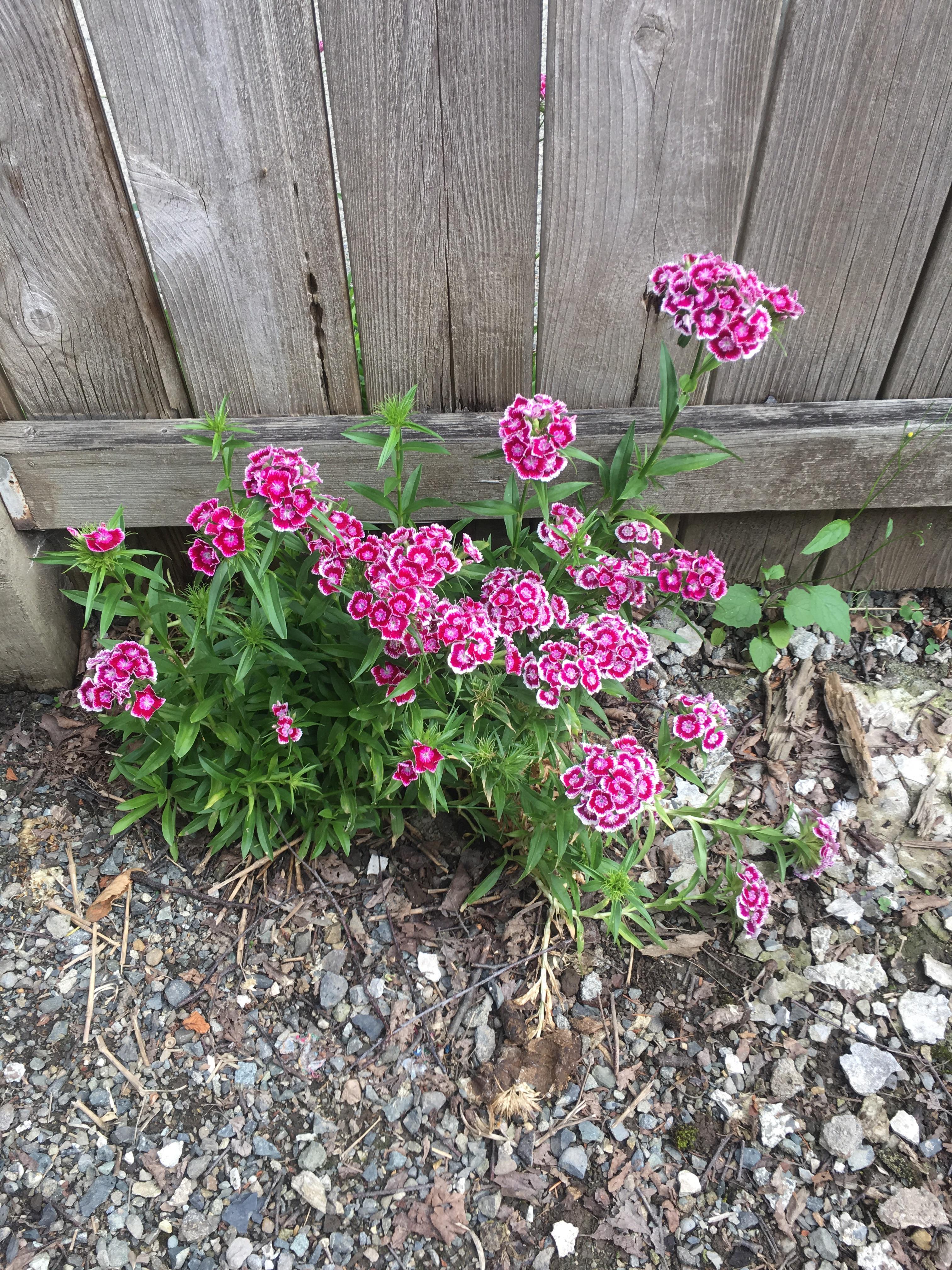 What kind of washington garden weed is this? ImagesOfWashington
