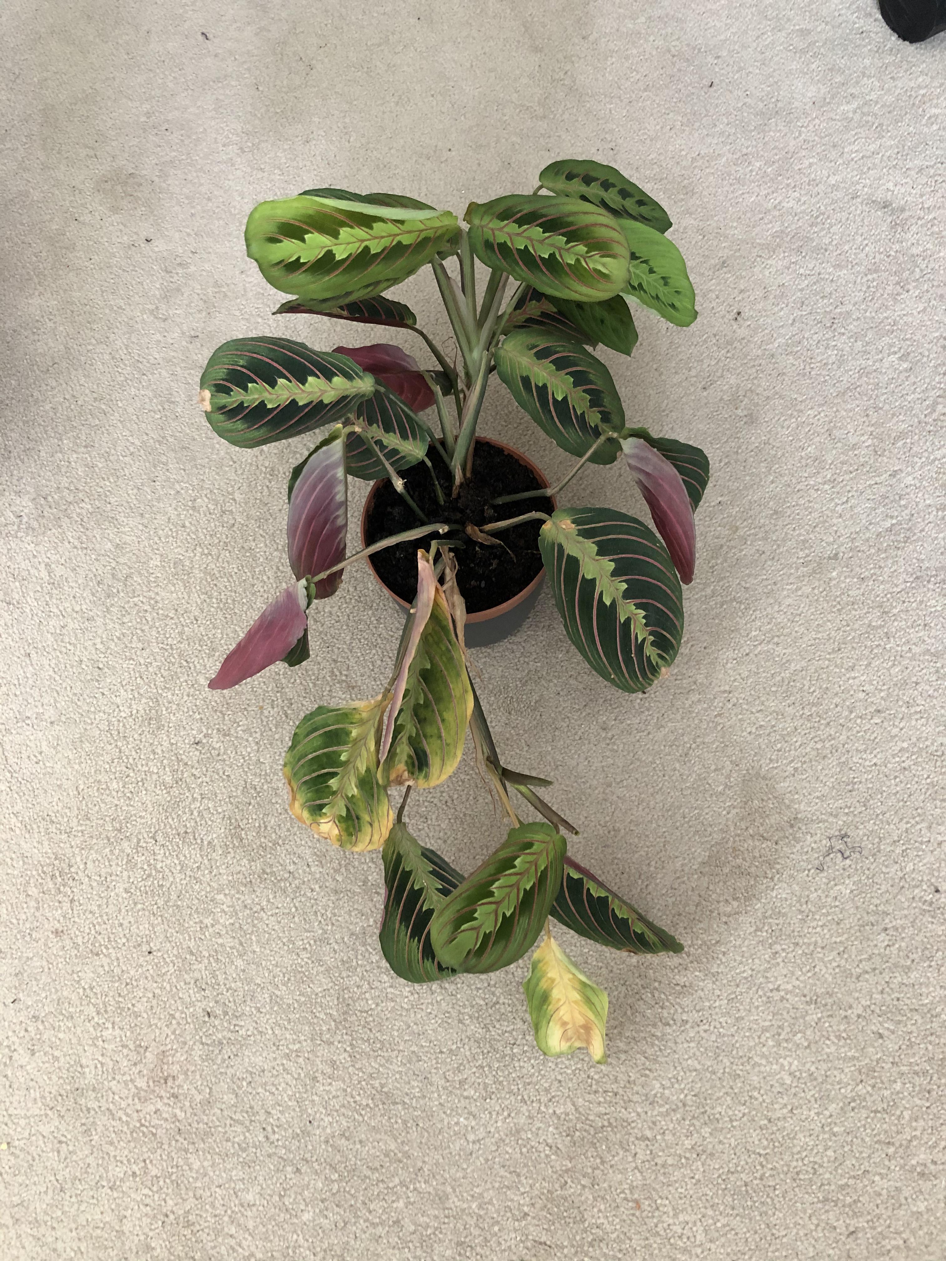 Why is half my prayer plant dying? How can I help this? More details in