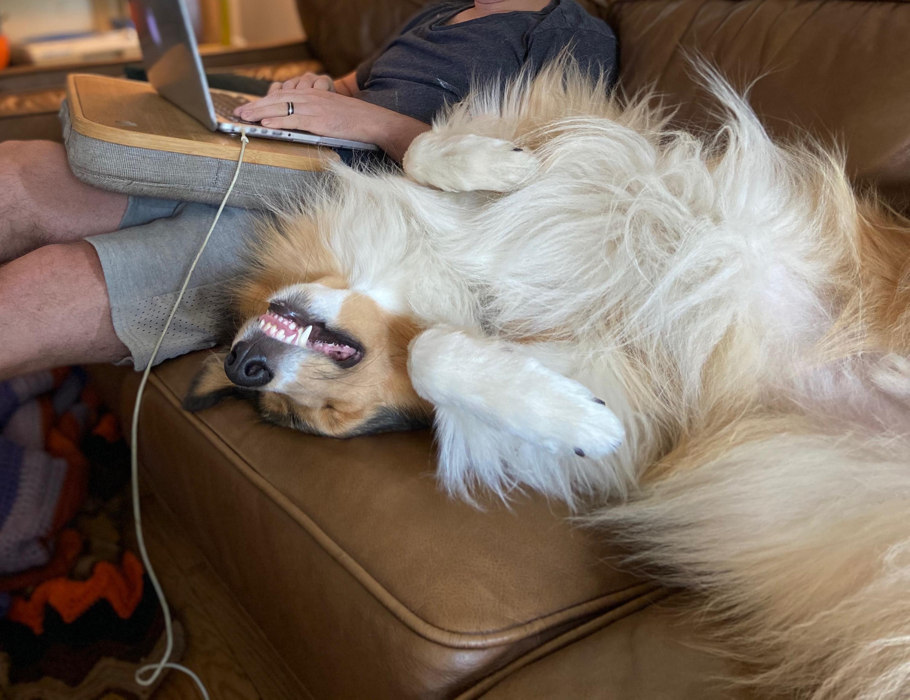 he keeps me company while I work r/roughcollies