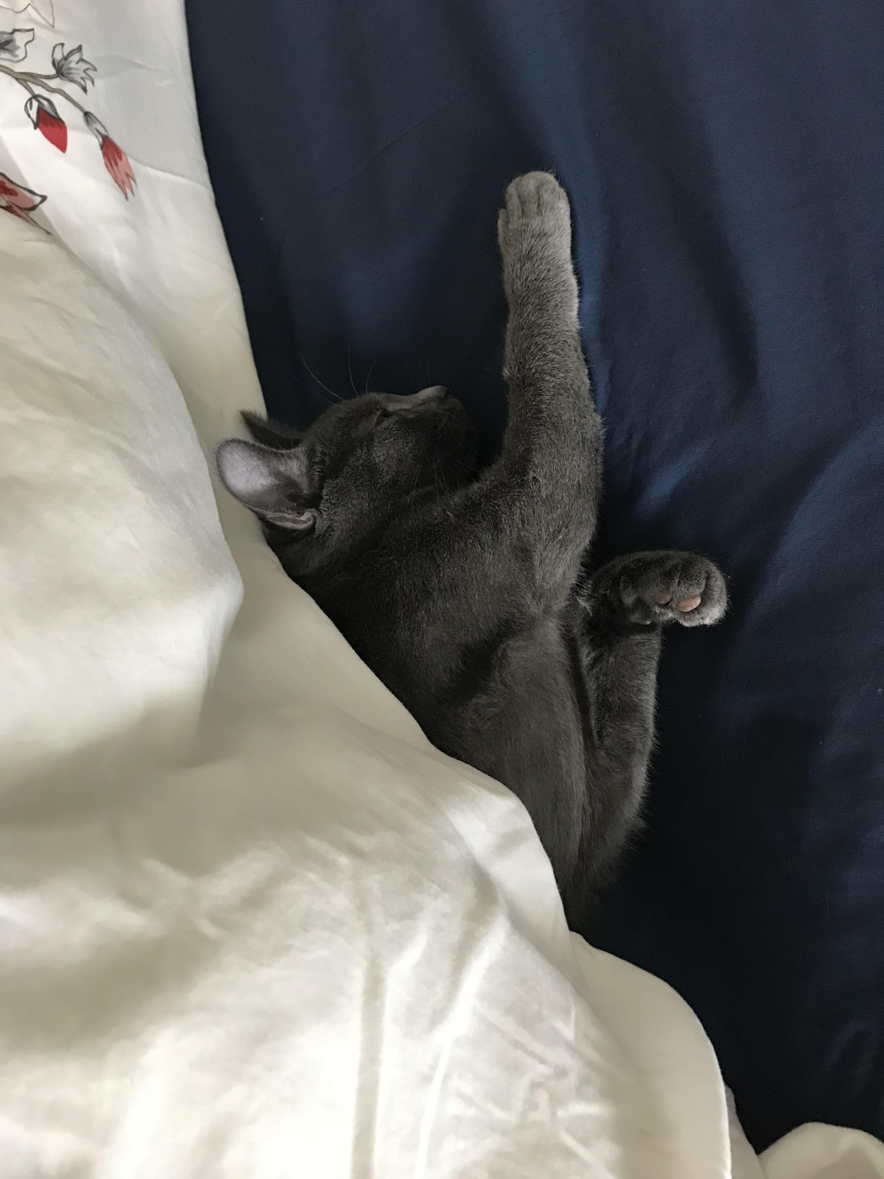 Acorn loves to snuggle and stretch under the covers r/russianblue