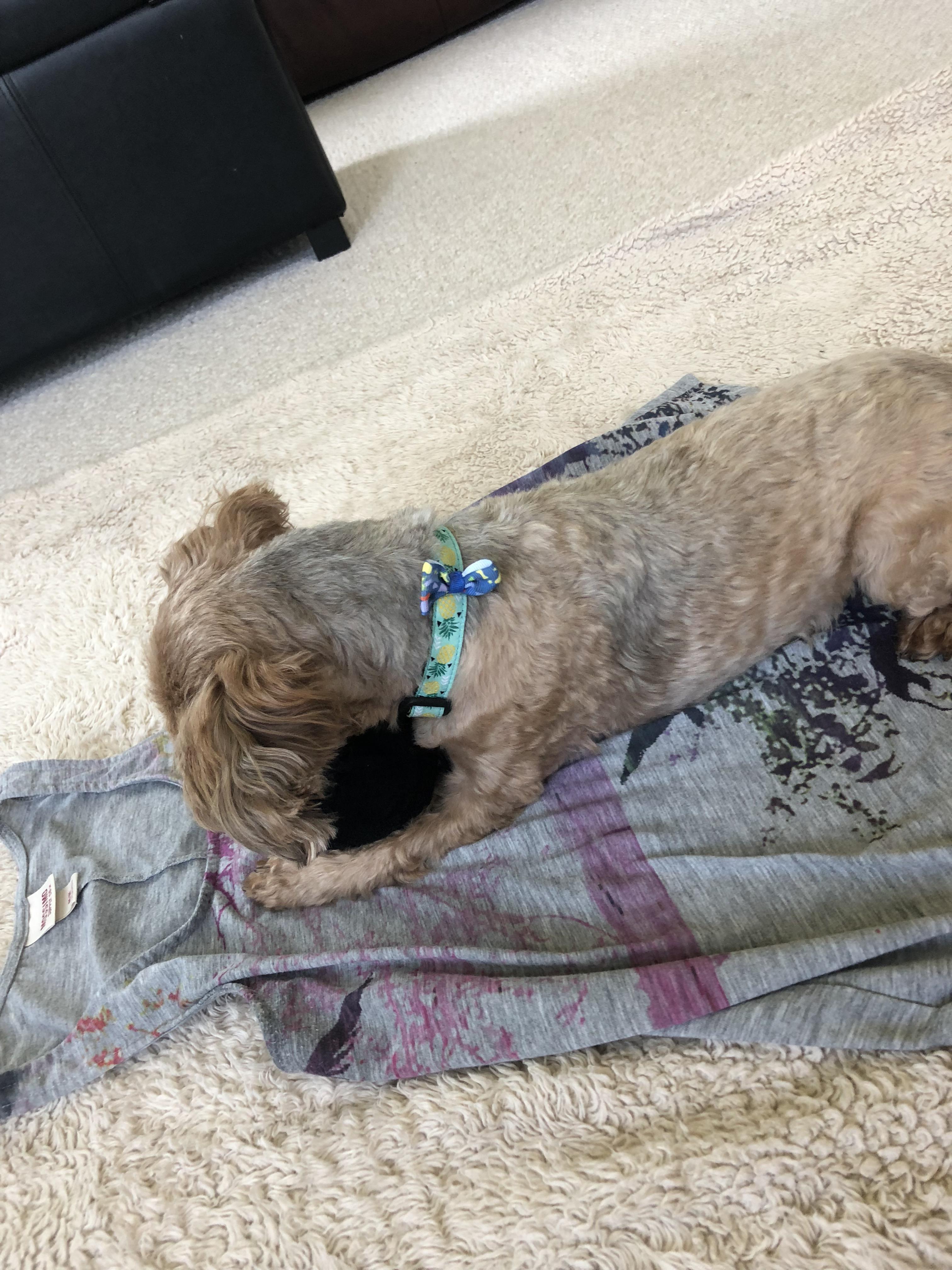 Every time I try to do flat lays, my dog brings a toy and plops down