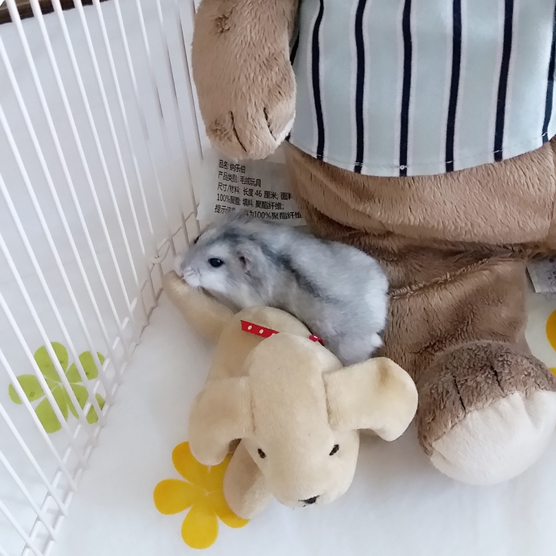 I am also a stuffed animal r/hamsters