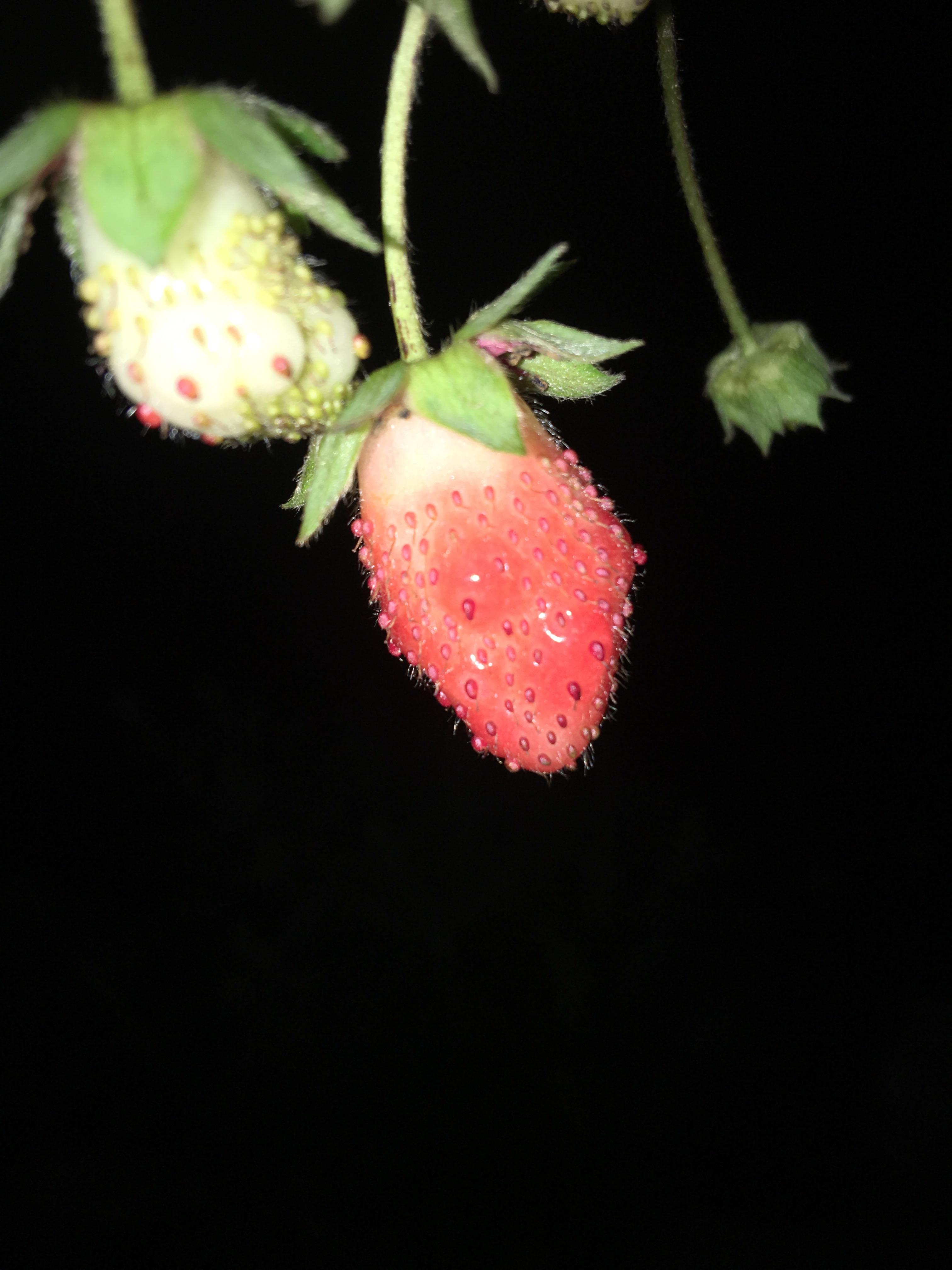 How long till it's ripe? r/gardening