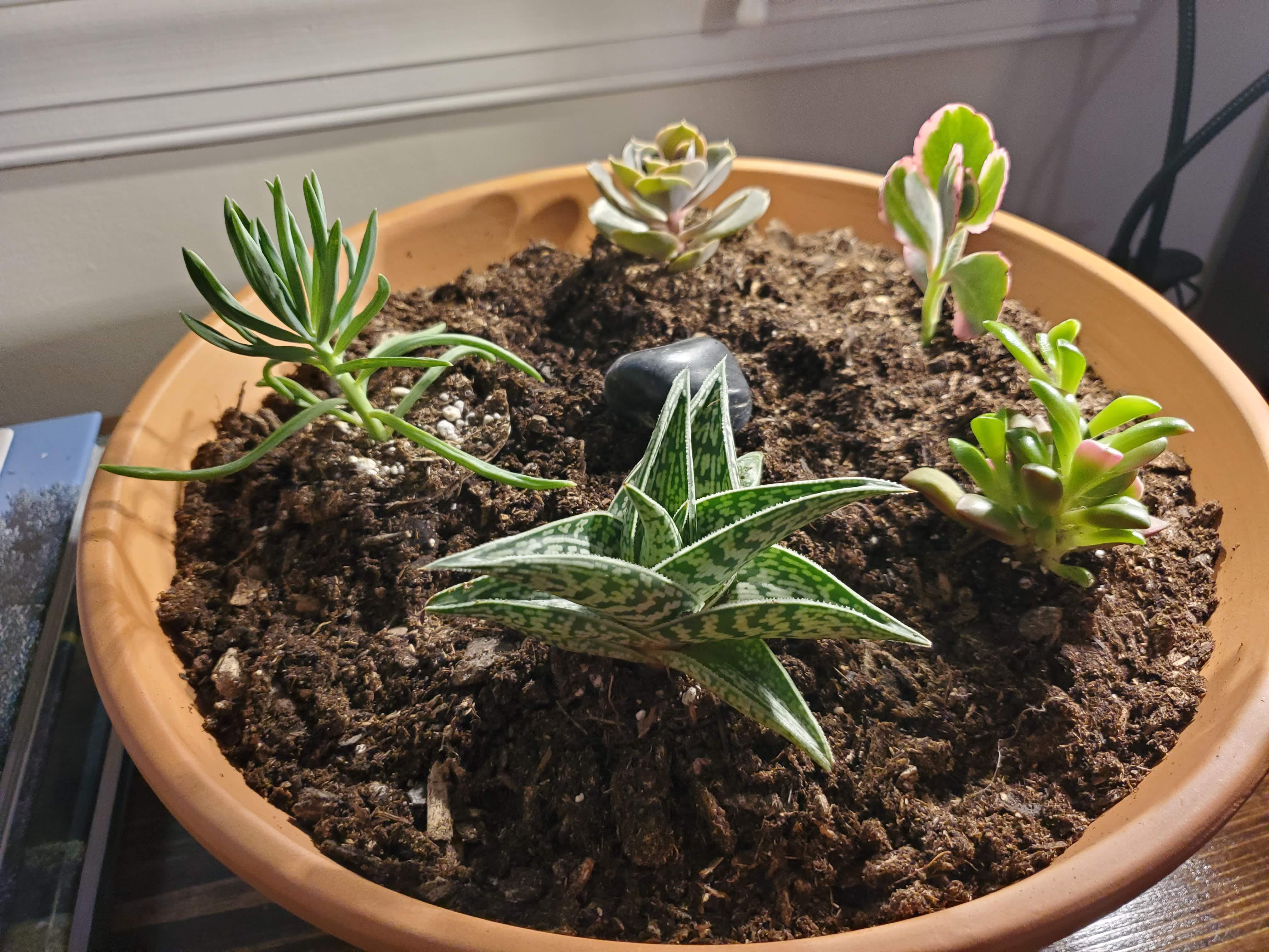 To top dress or not? r/houseplants