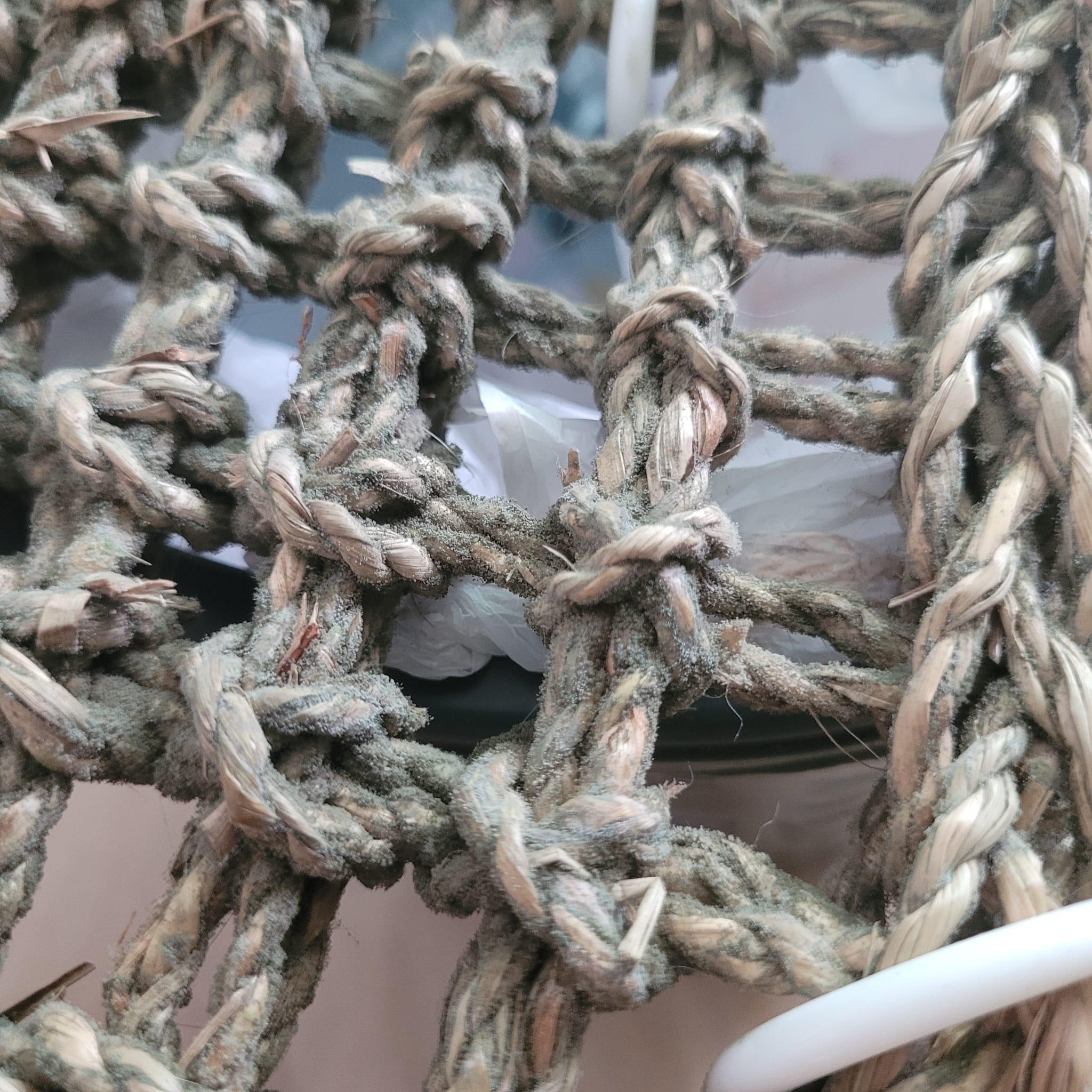 What is this greenish substance on seagrass bridge (for my pet rats