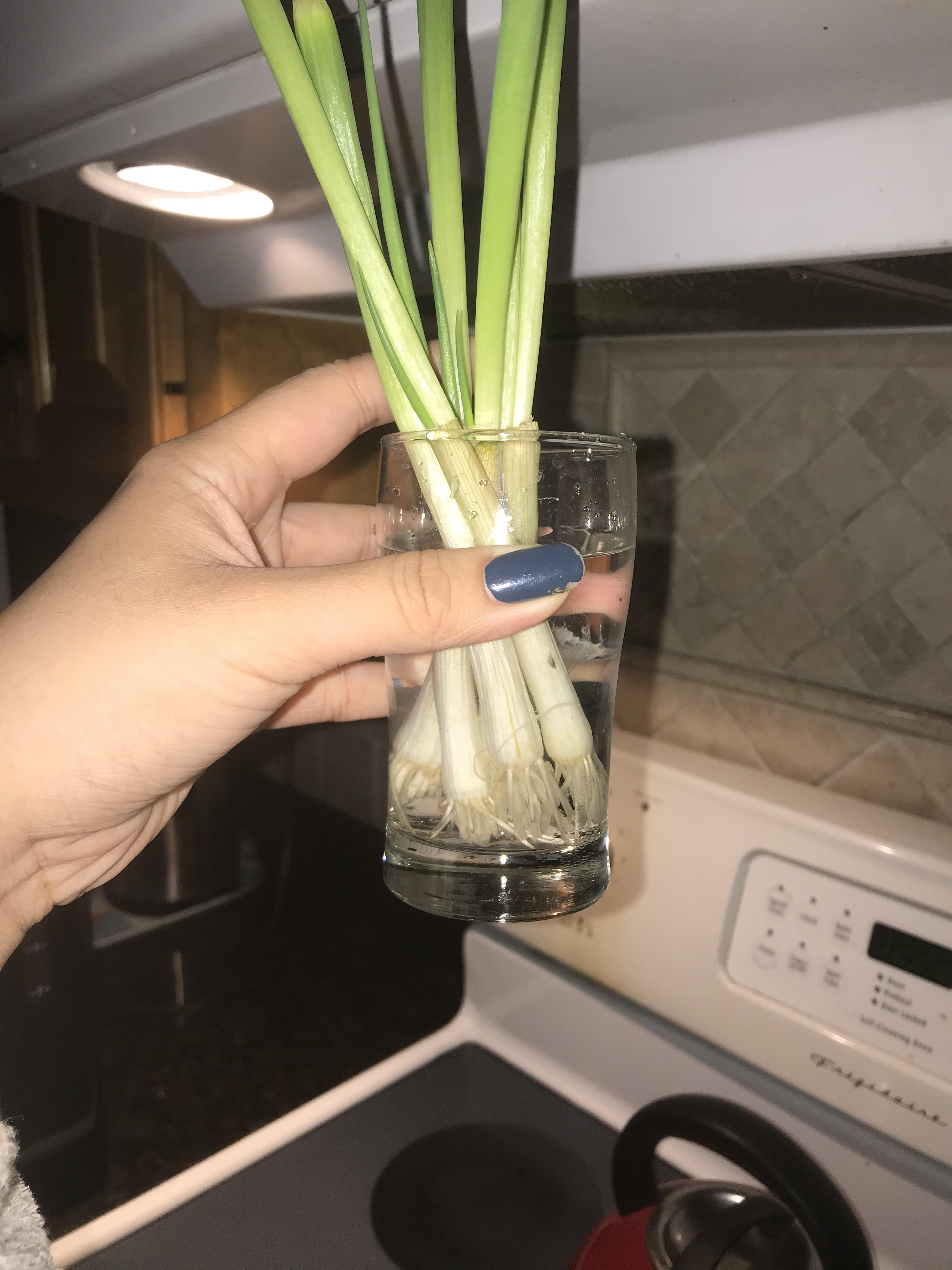 Do green onions count🤔 r/proplifting