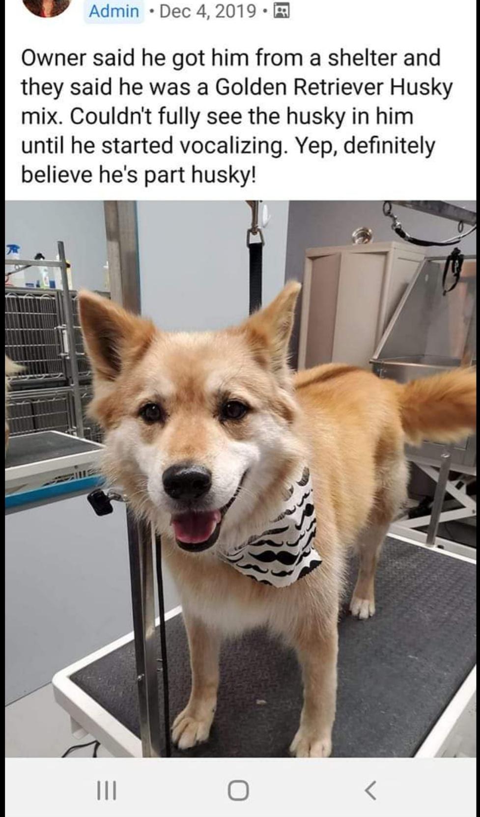 41 Hilarious Funny Dog Grooming Puns Punstoppable 🛑