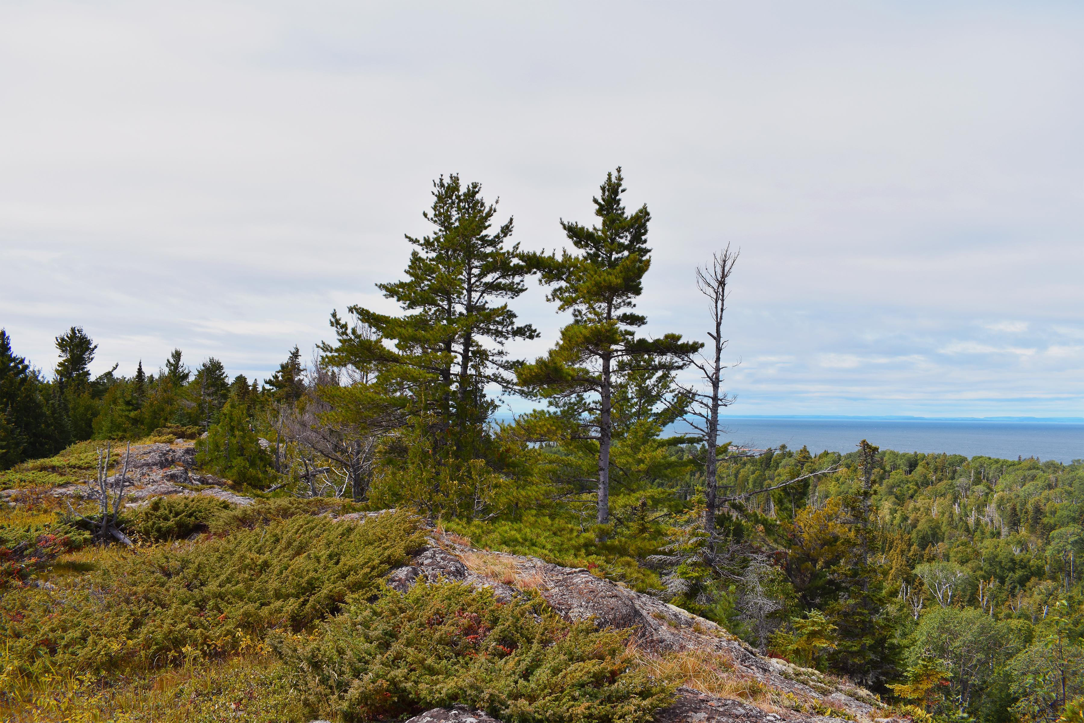 Minong Ridge Trail, Isle Royale National Park, Michigan, USA r/hiking