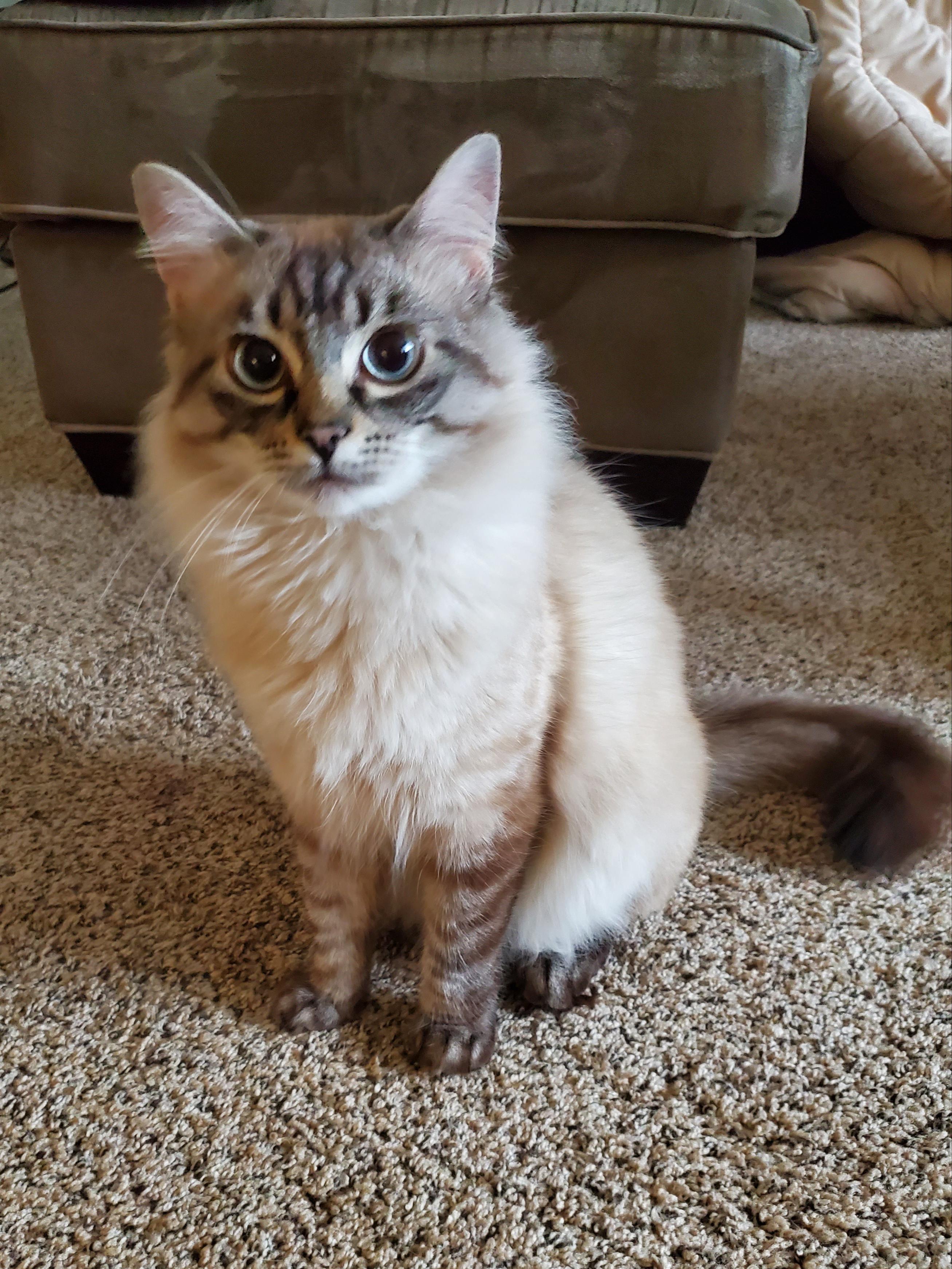 Can anyone identify my cat's breed from this photo? cats