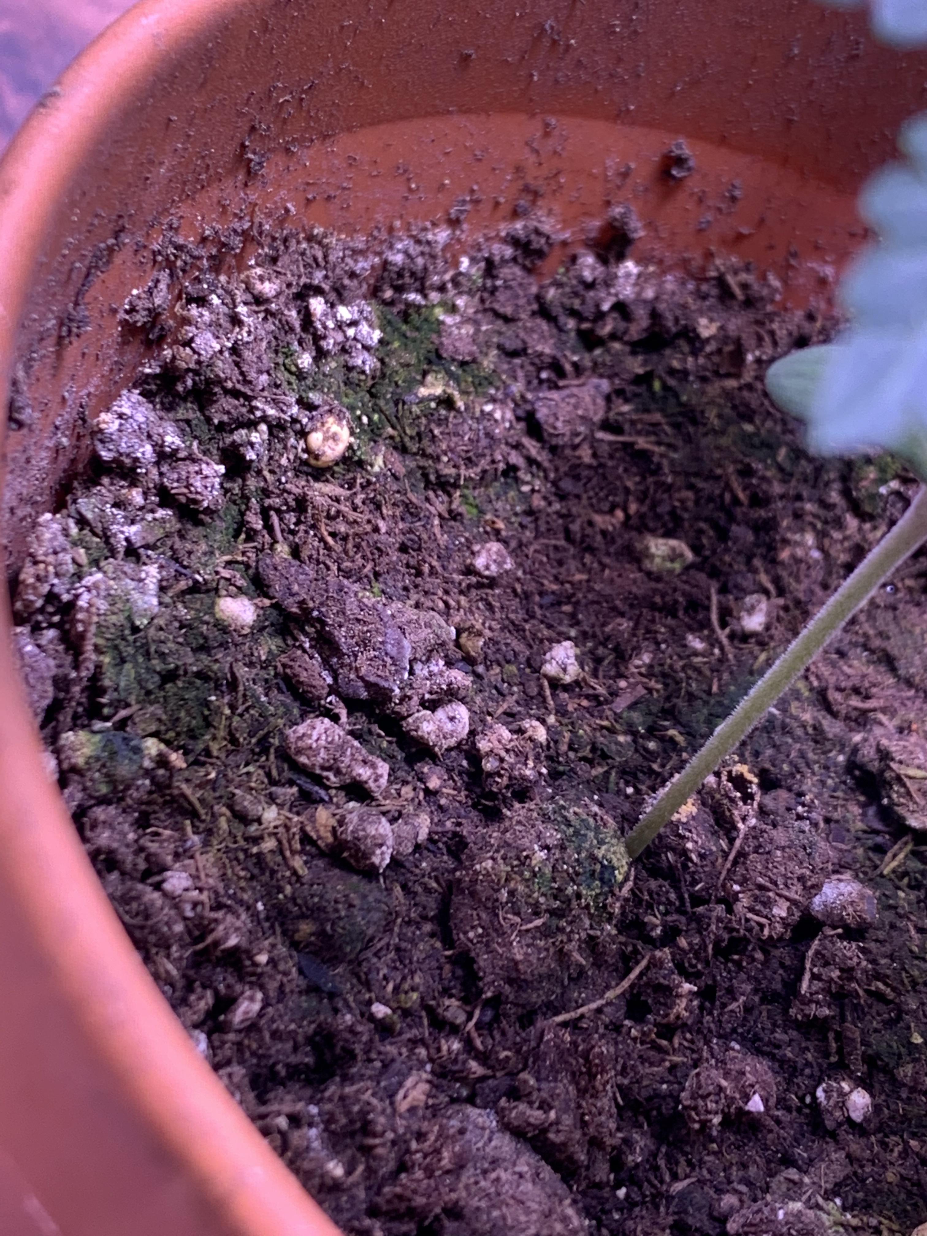 What is this green stuff? r/CannabisGrowers