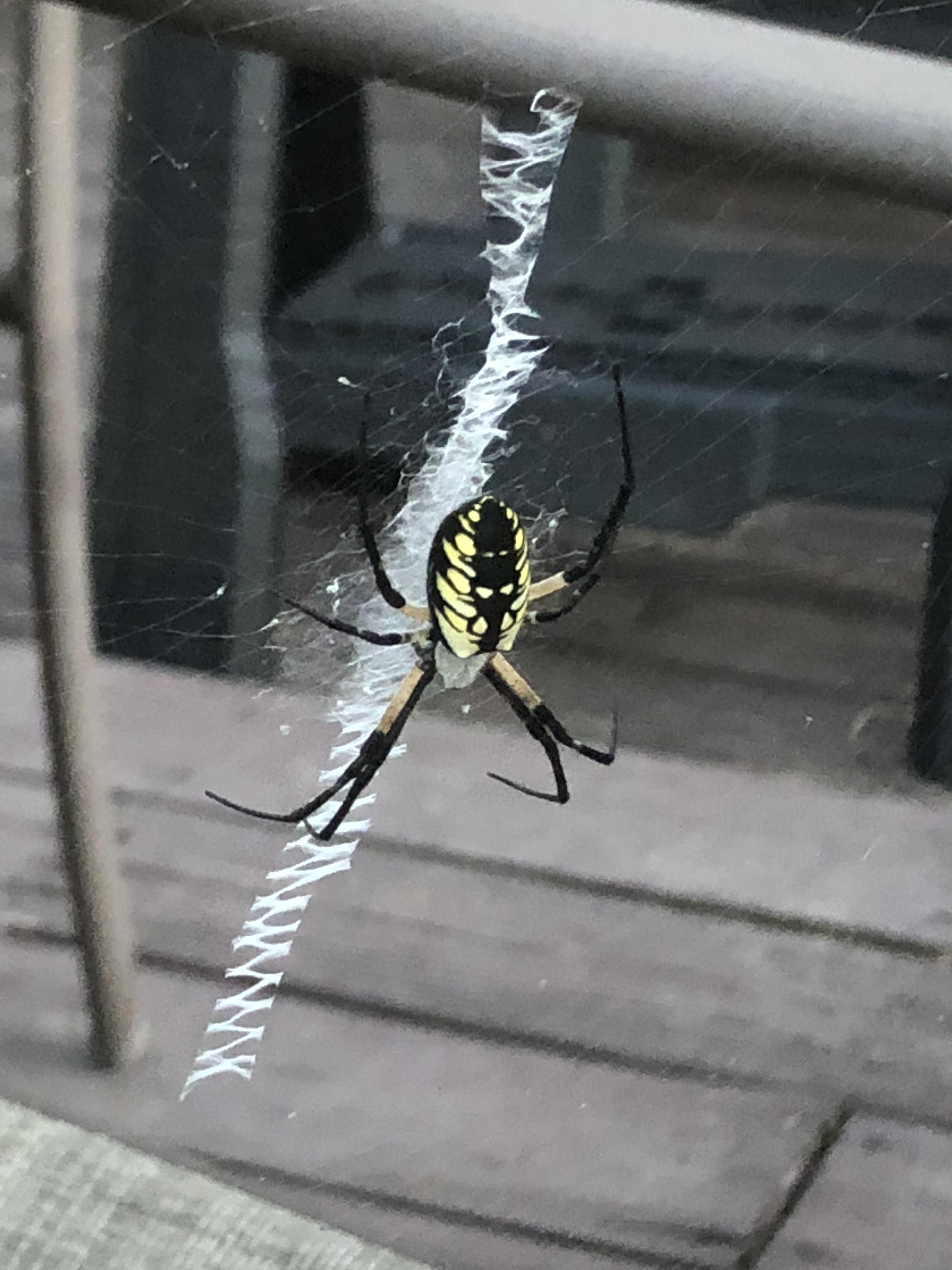 This spider making zig zag web patterns on my patio chair r