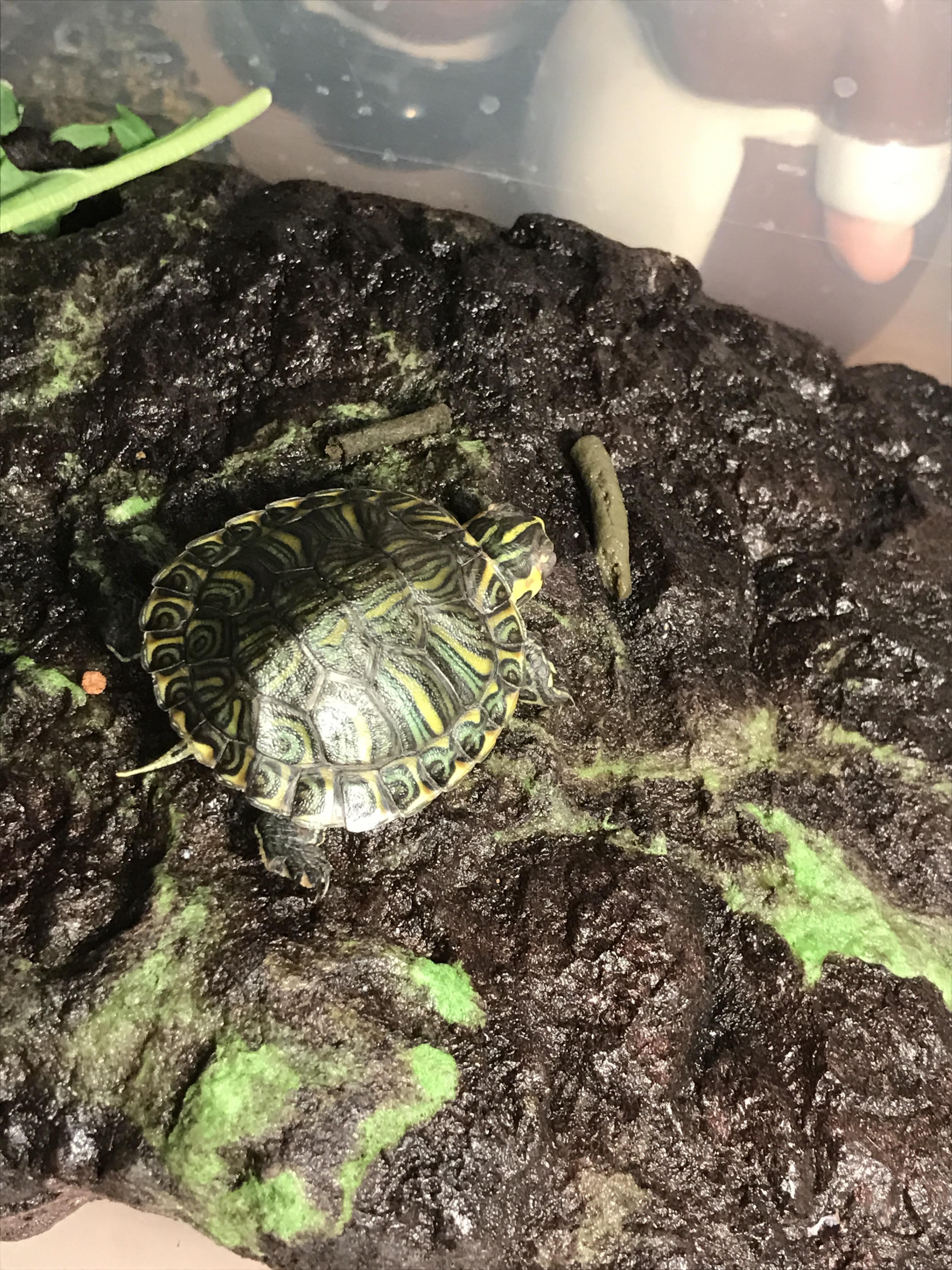 HELP! Yellow bellied slider sick. Details inside. turtle