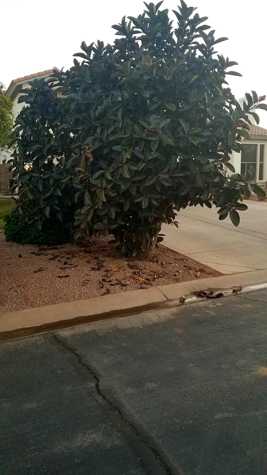 Beast of a Rubber Tree growing outside in my parents Mesa, AZ