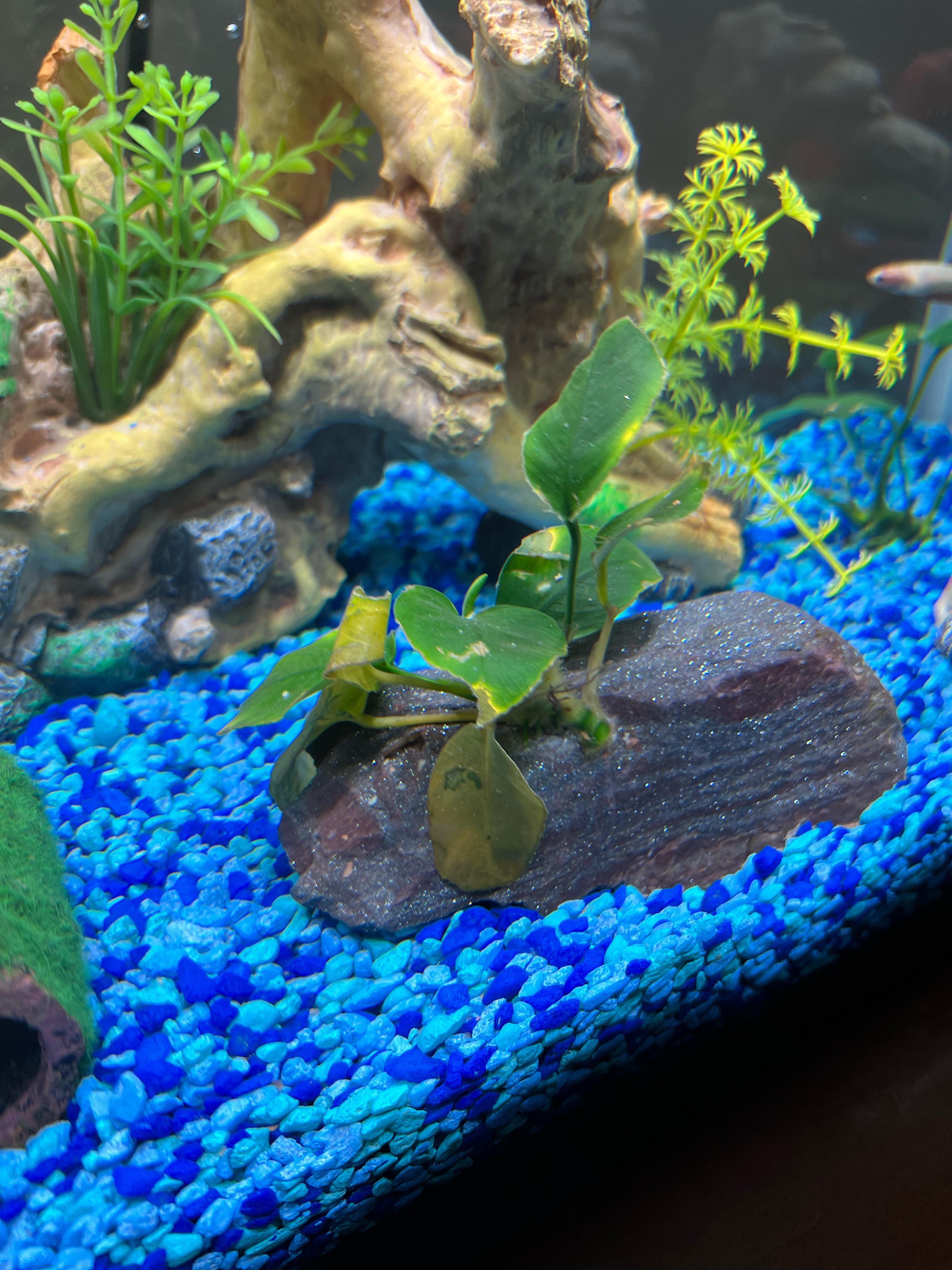 Why is just this plant dying? r/Aquariums