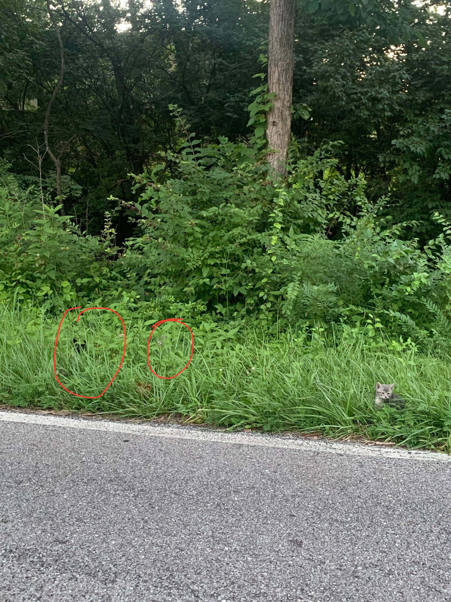 45 kittens on the side of Dry Run Rd. in Milford r/cincinnati