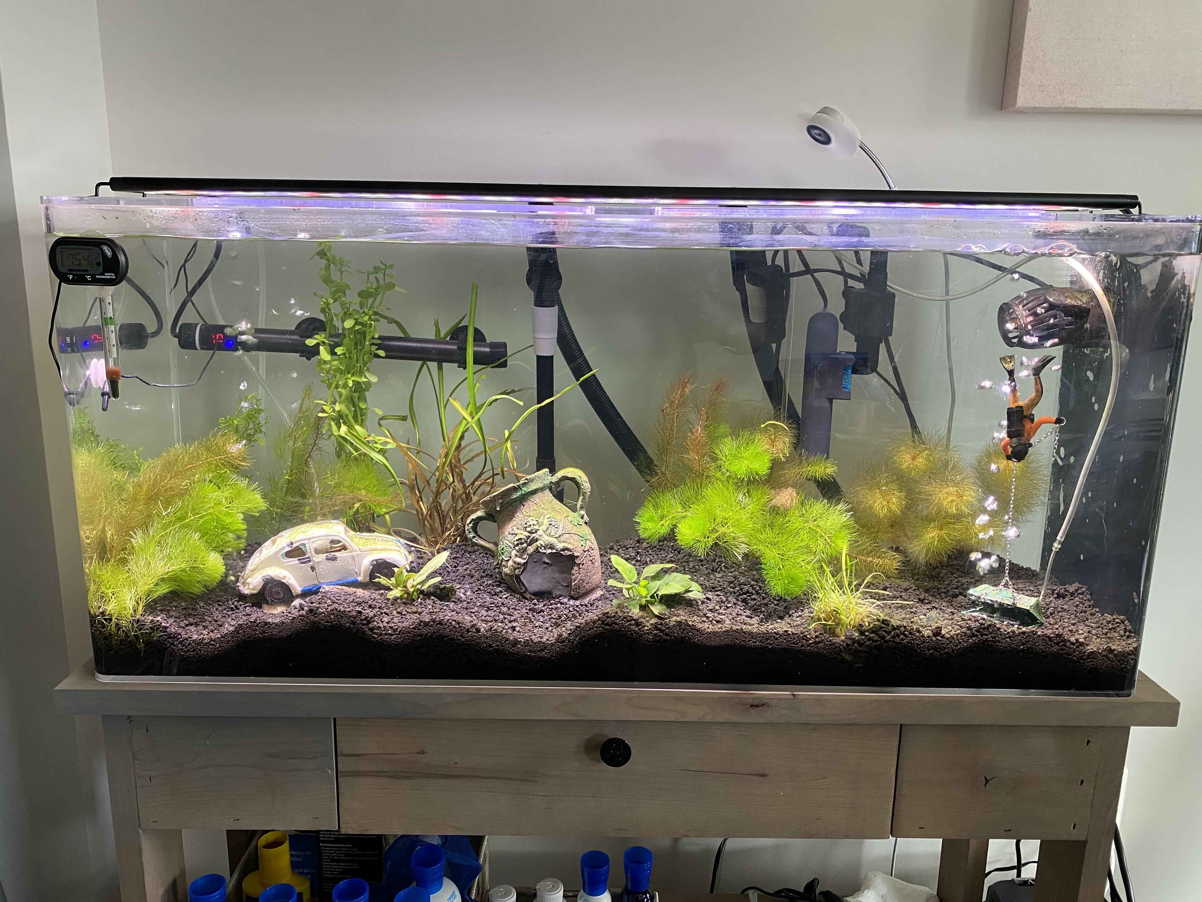 Why are my foreground plants dying? And how can I stop the green algae