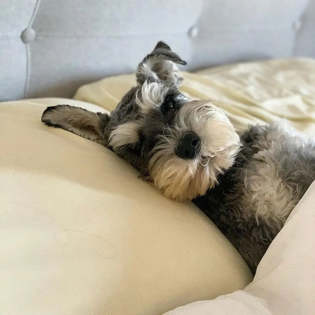 Looking cozy in bed 😍 r/schnauzers