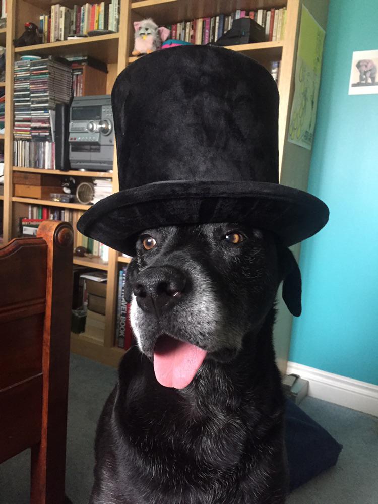 This is my dog, wearing a hat 🎩 r/dogswearinghats