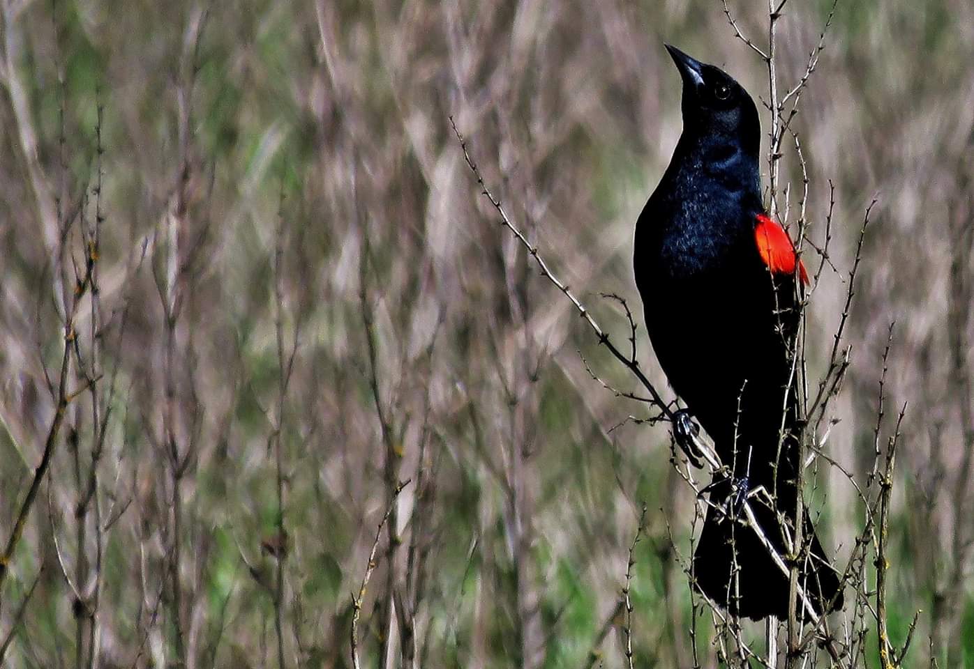 Redwinged blackbird. Petaluma, CA. r/birds