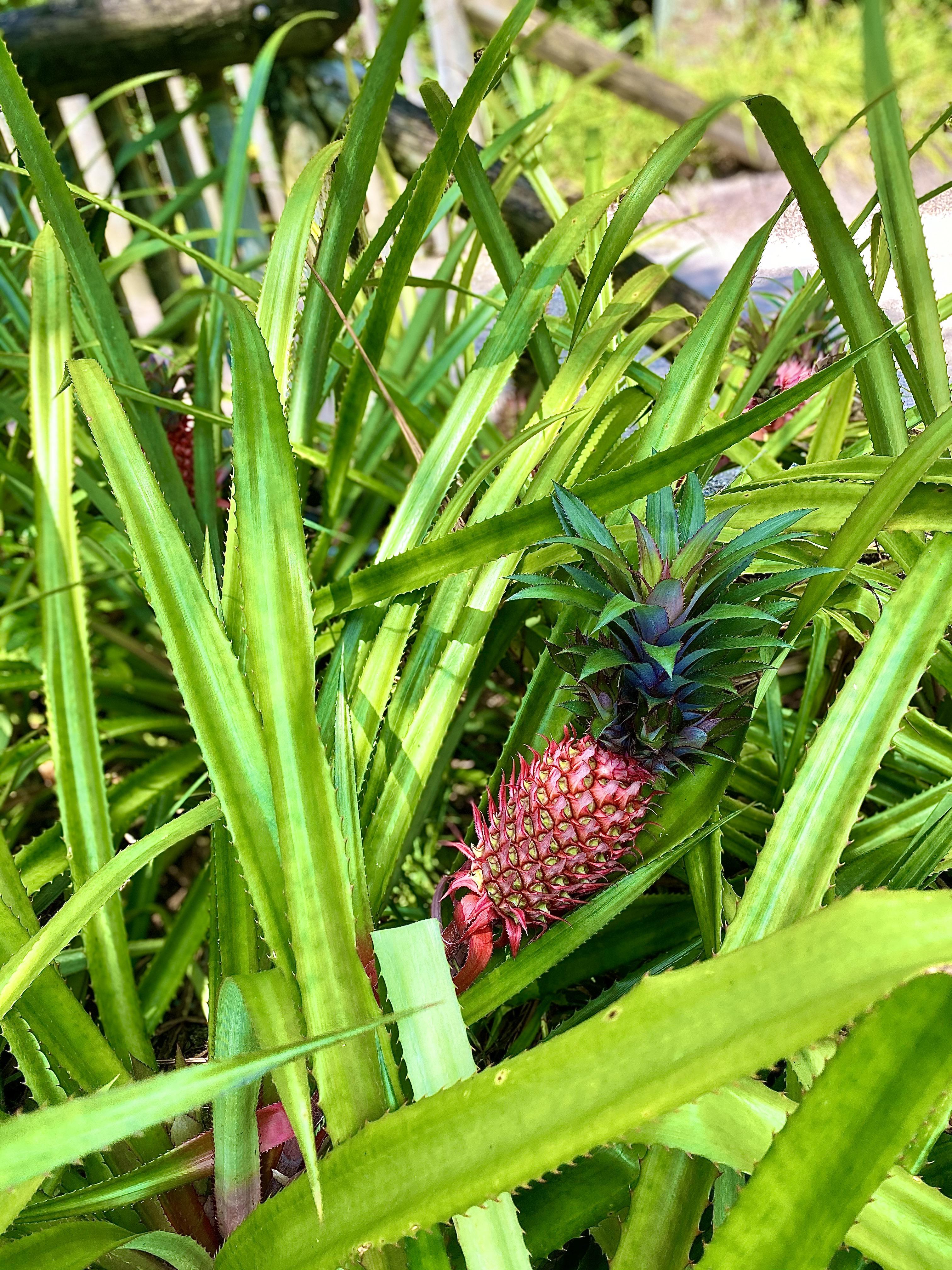 Pink pineapple growing in Vero Beach, FL r/pics