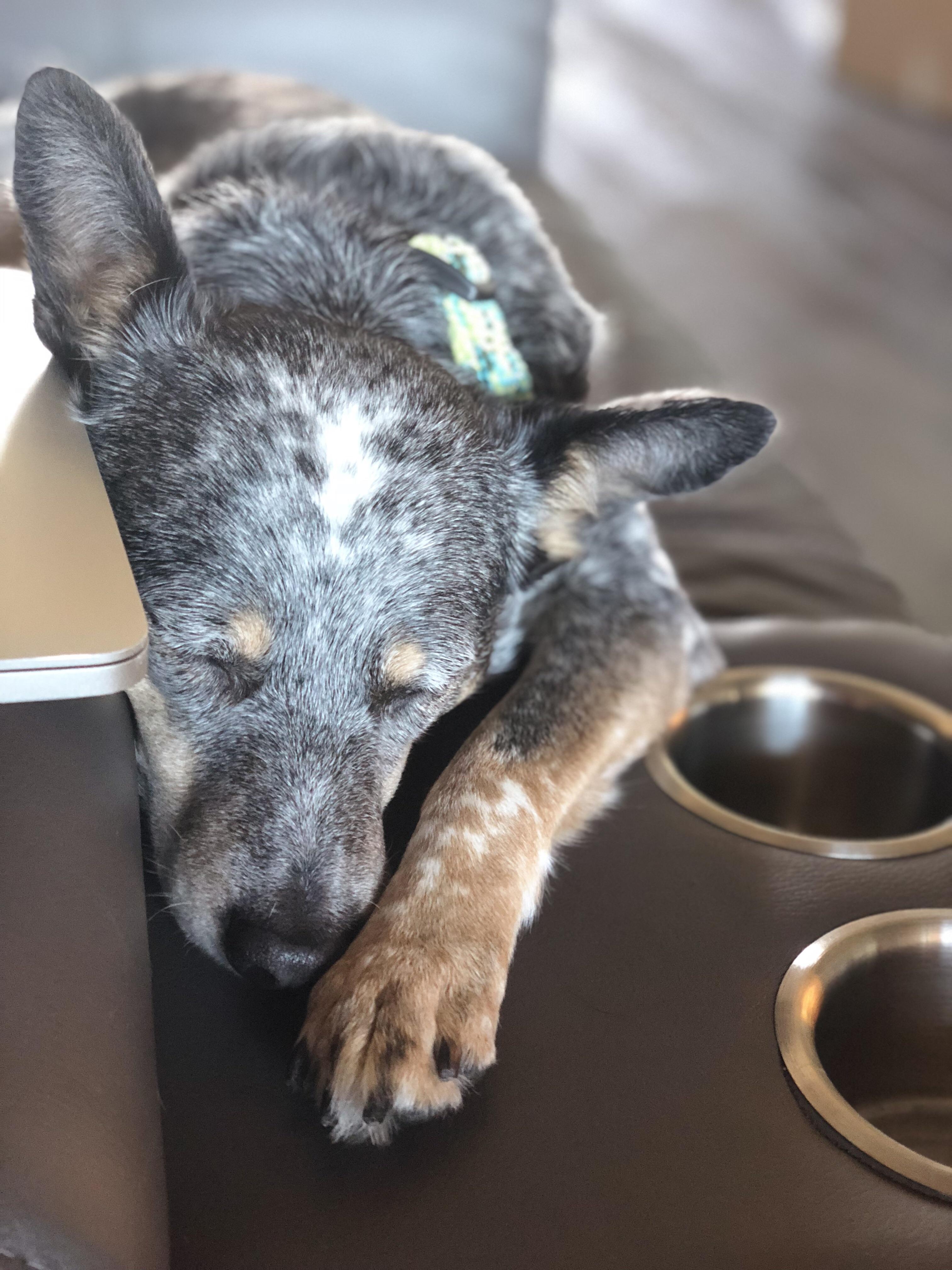 My couch potato r/AustralianCattleDog