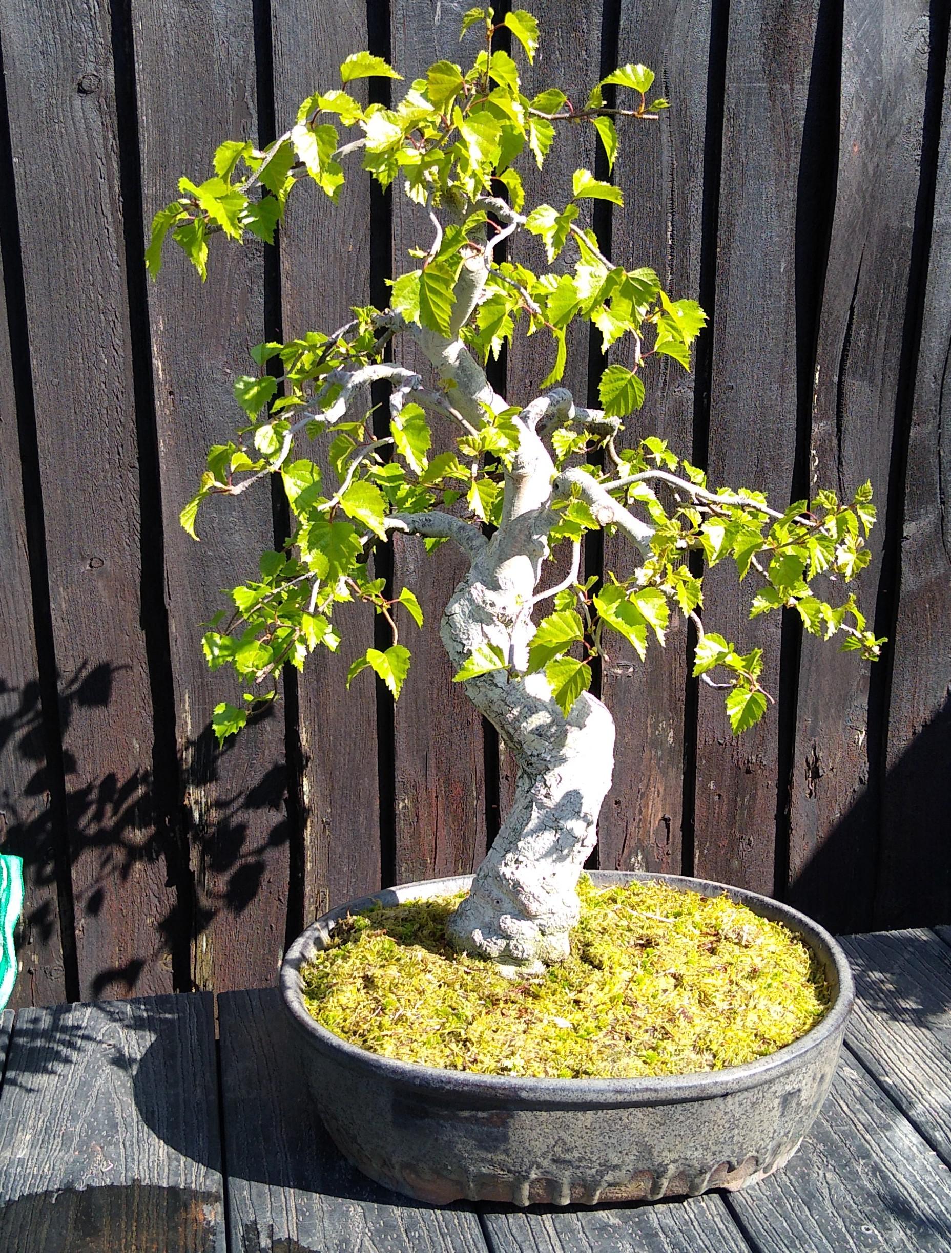 Weeping Birch r/Bonsai