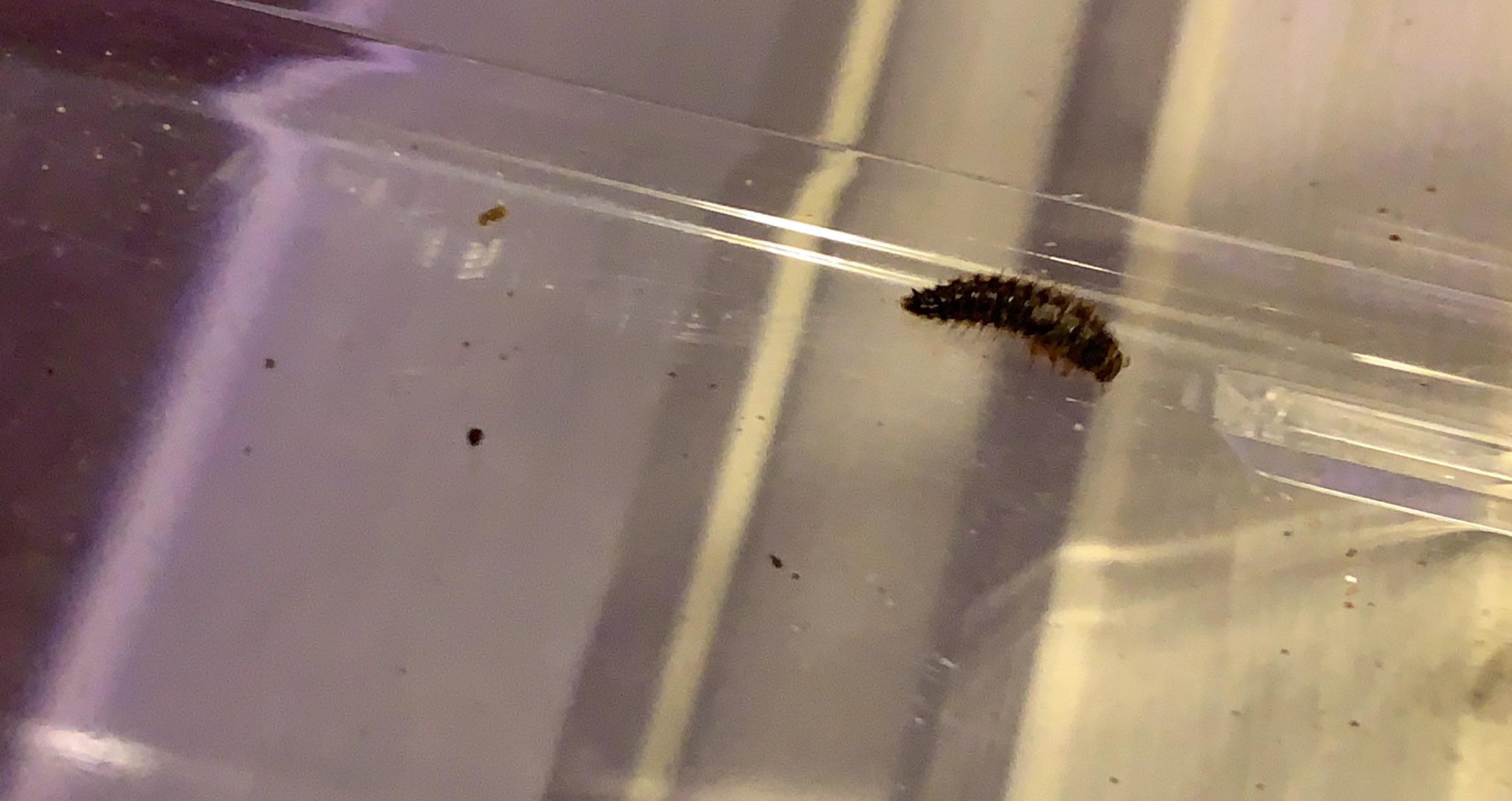 This came in my bag of crickets from the pet store. Any idea what it might be? r/whatsthisbug