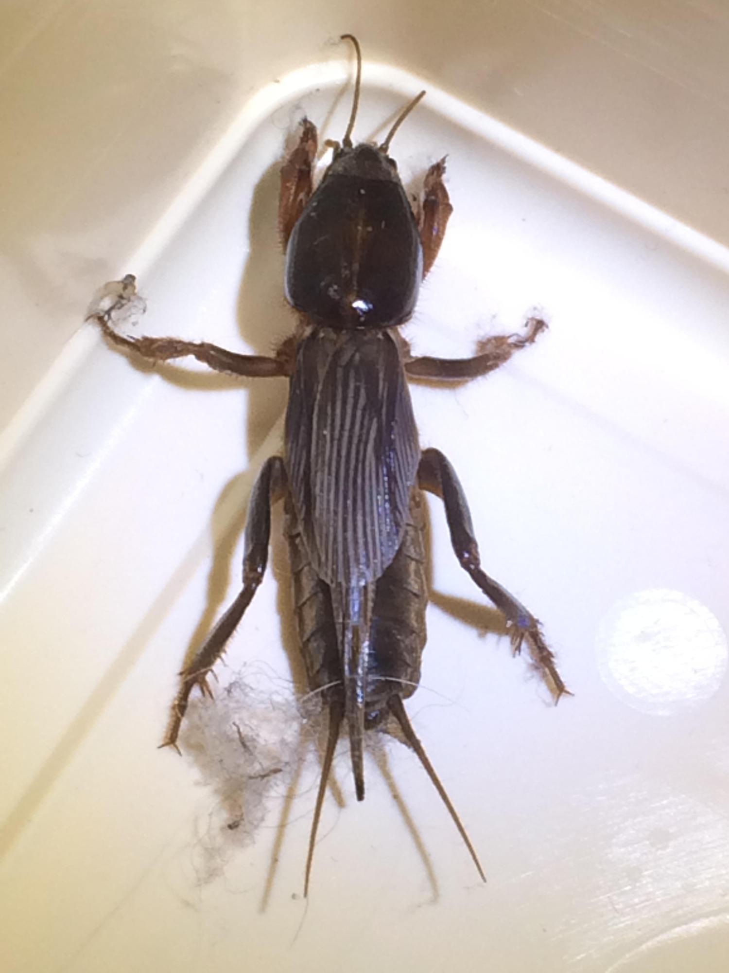 Please ID this bug found in house whatsthisbug