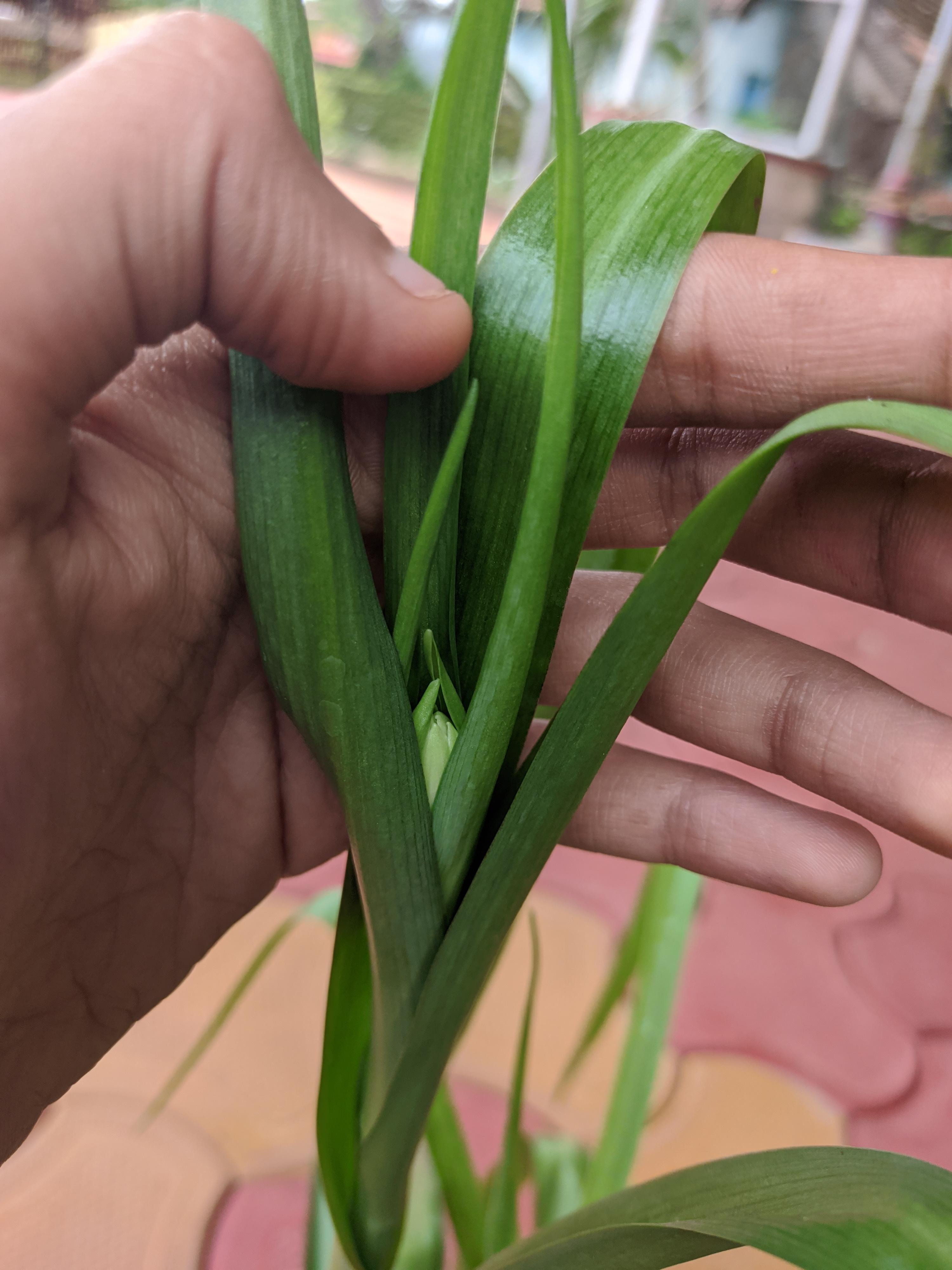 Tuberose / Rajnigandha first bud appeared today . My happiness knew no