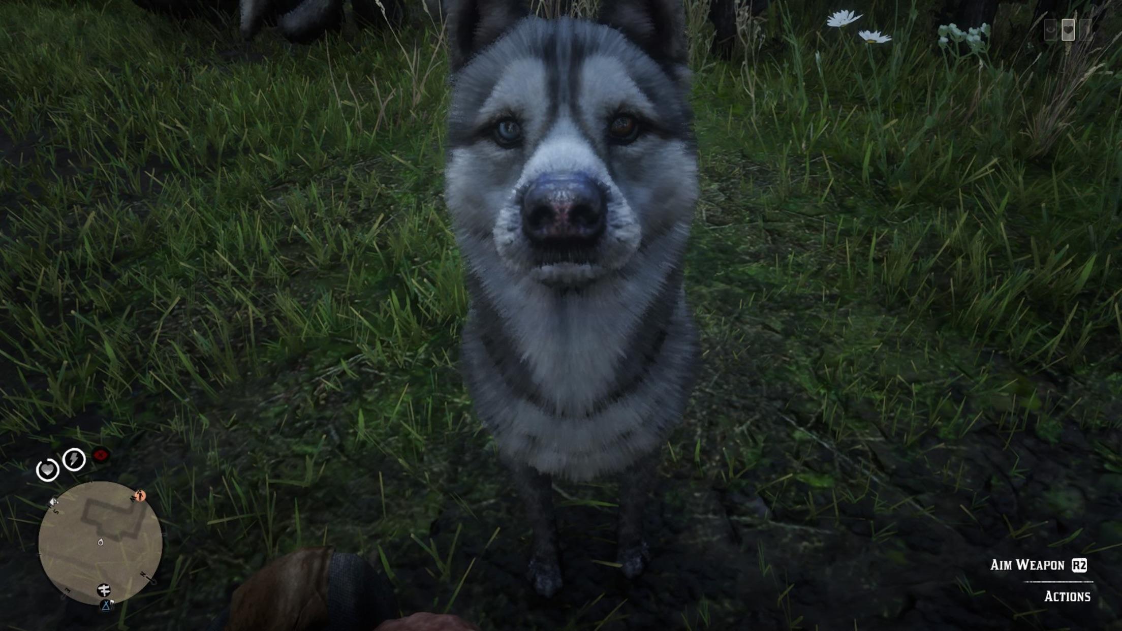 Level of detail Bieyed husky! Love this game!