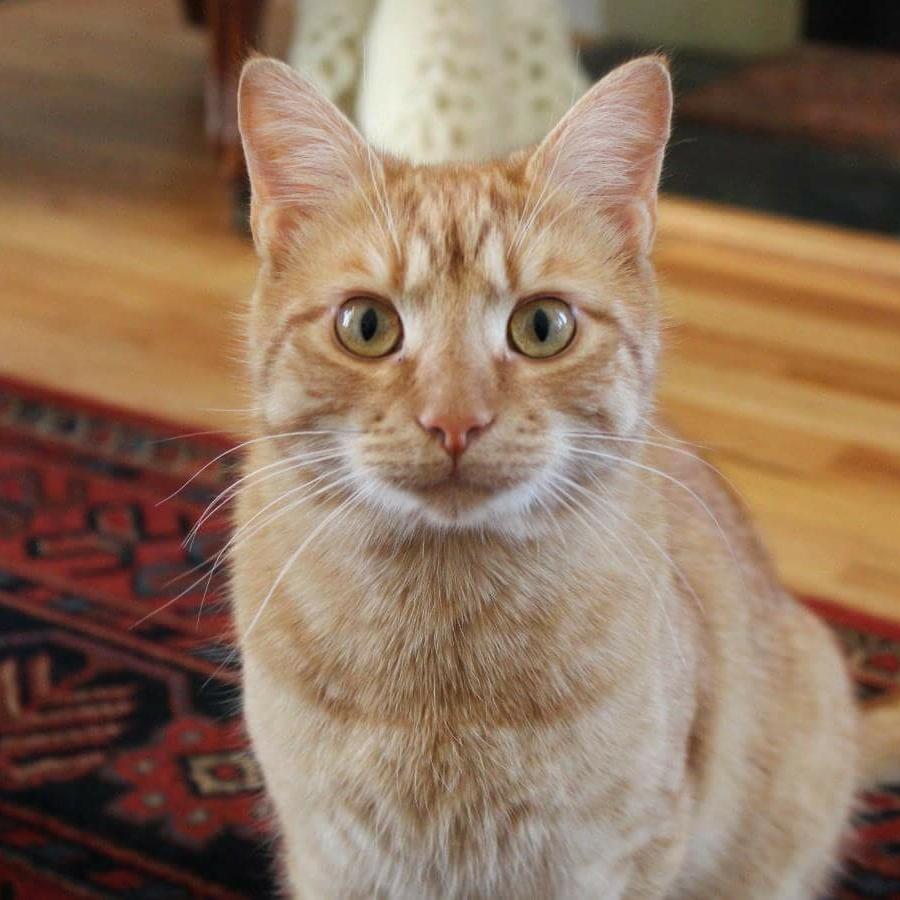This is Butterscotch. He was the best free cat I ever got r/aww