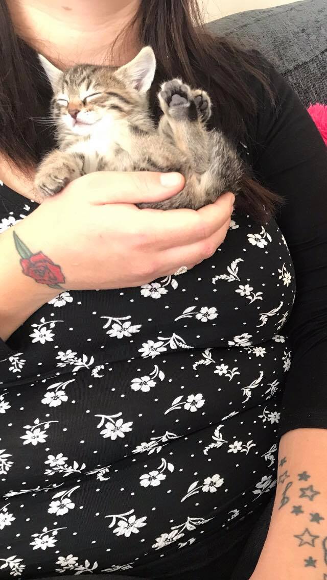 Hi my friend wants a savannah. She's in touch with a breeder who has a litter of half savannahs