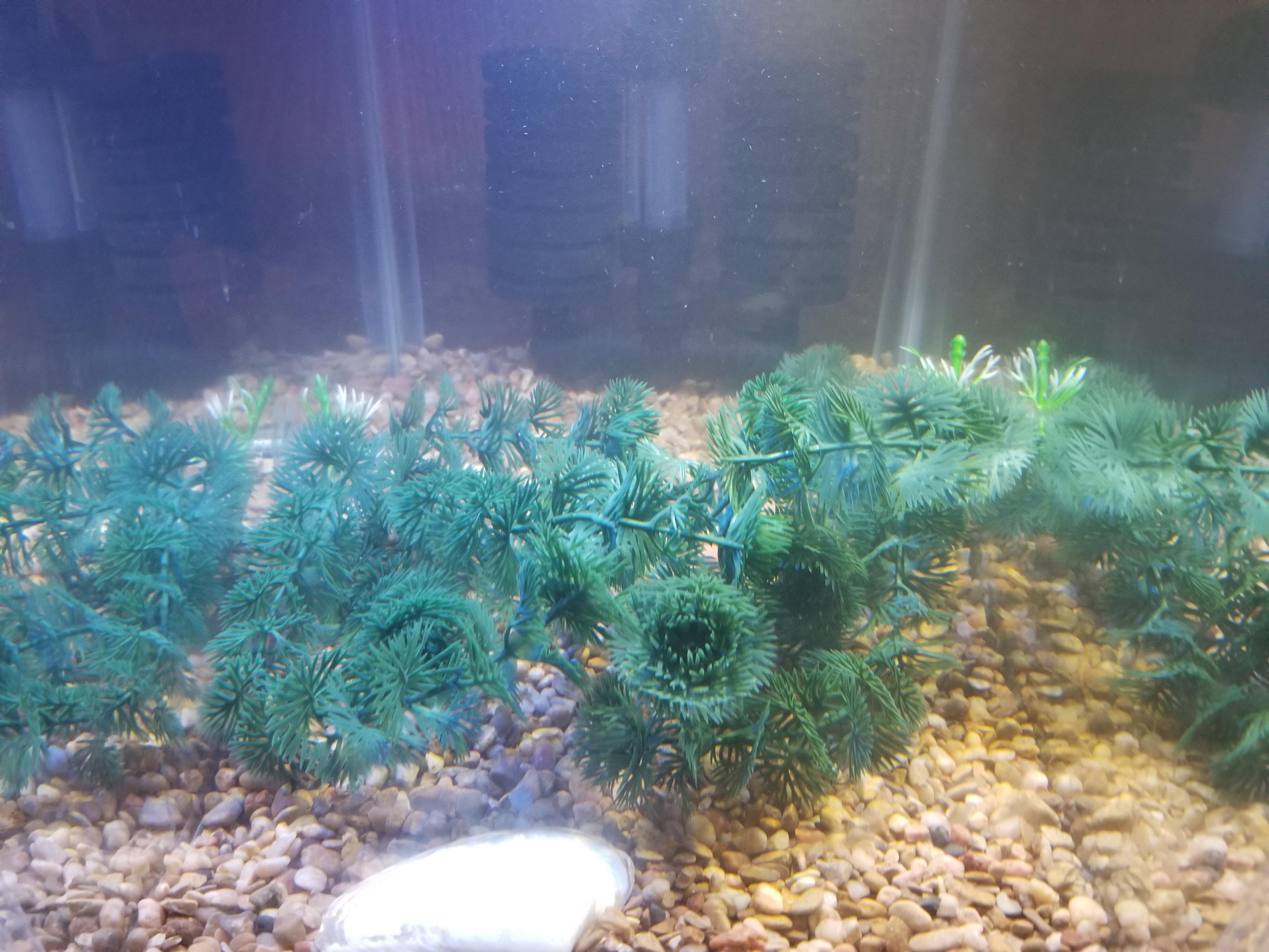 Would these fake plants be a big enough hiding place for guppy fry when