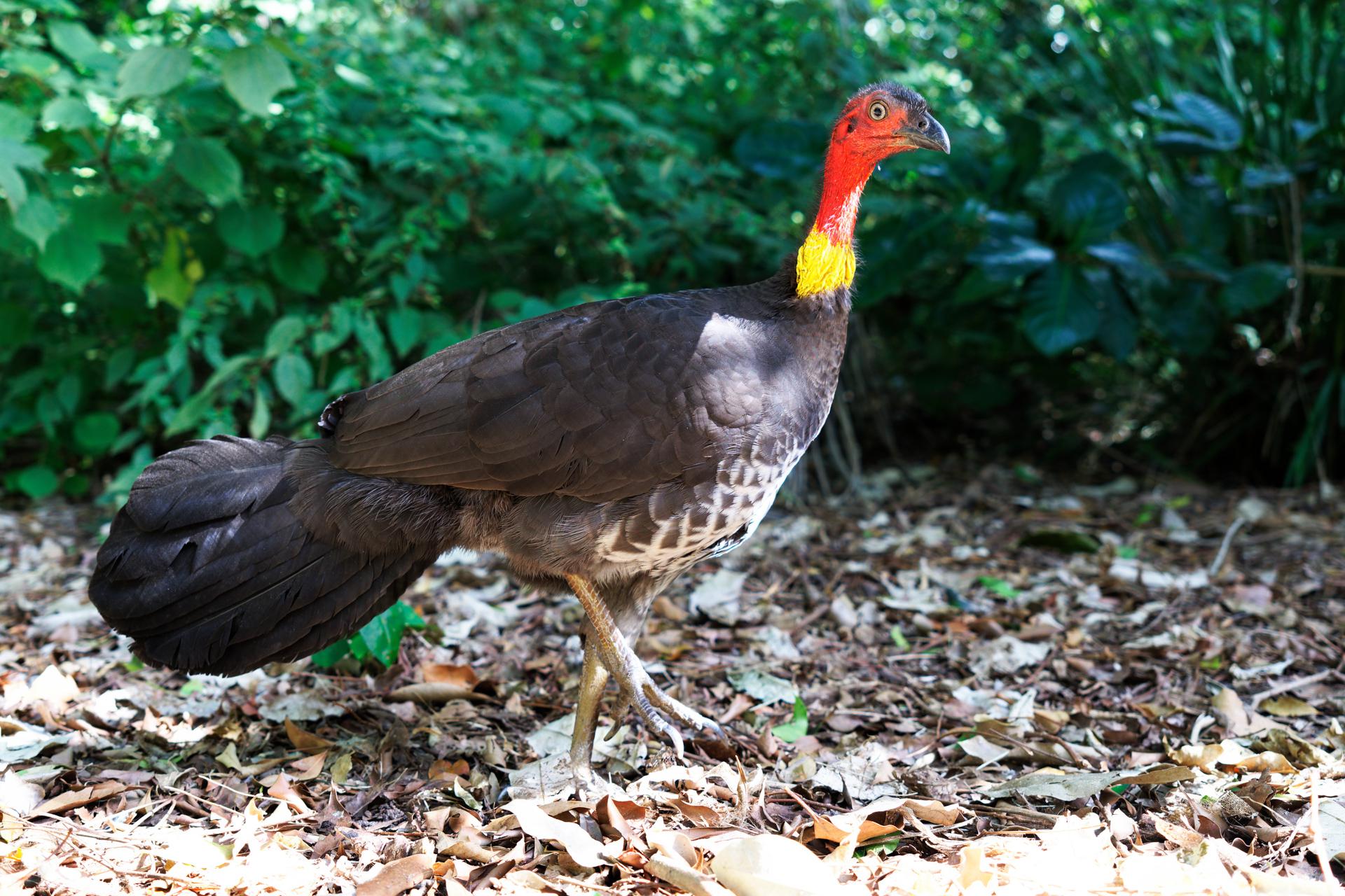 Brush turkey in QLD r/australia